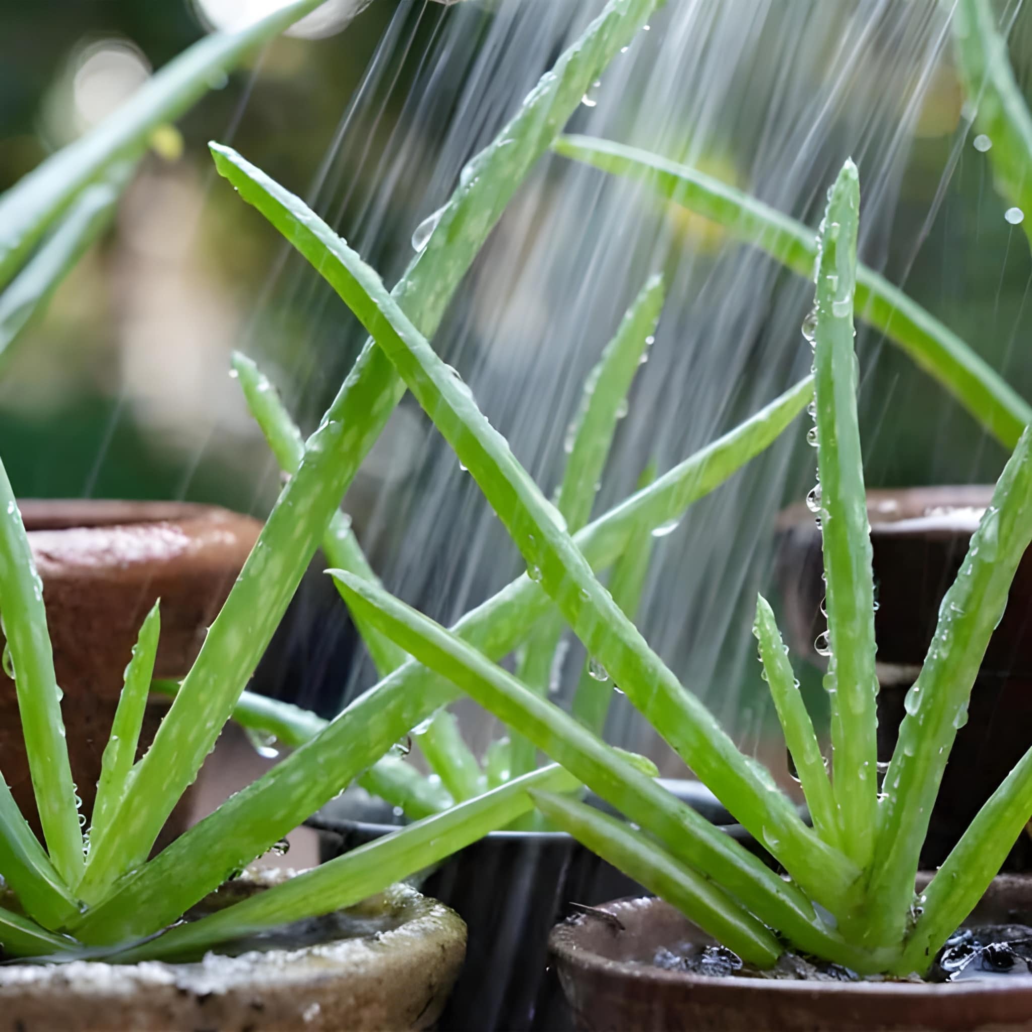  100 Pieces Aloe Vera Succulent Plant