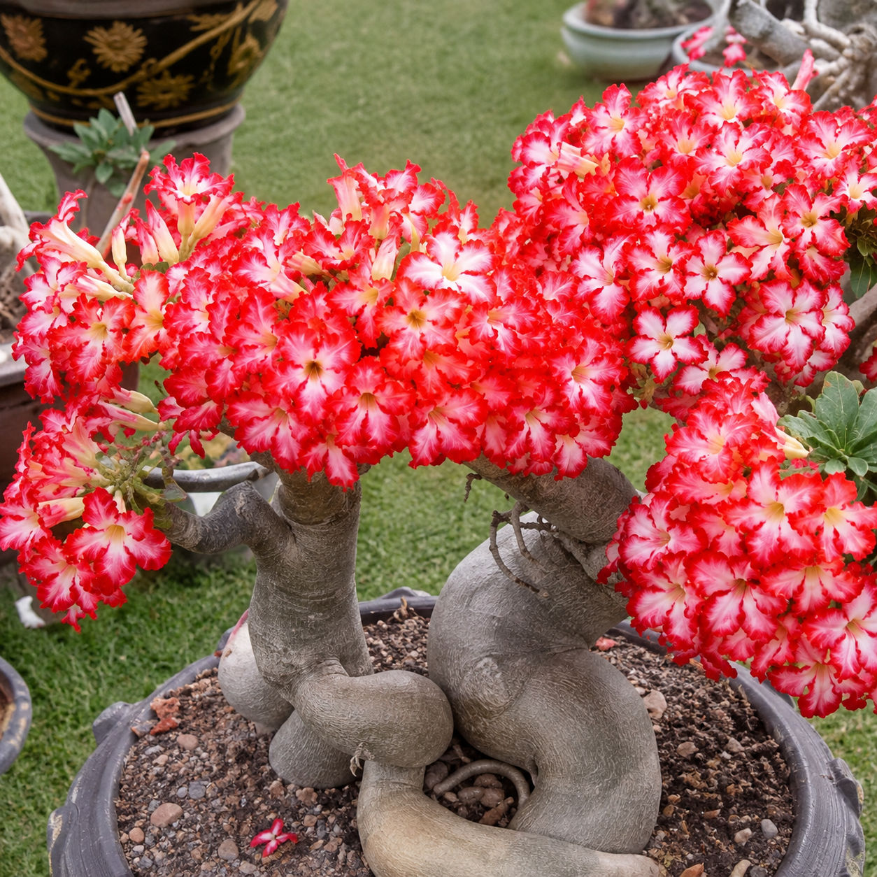 50 Pieces Desert Rose Flower Home Garden Seeds