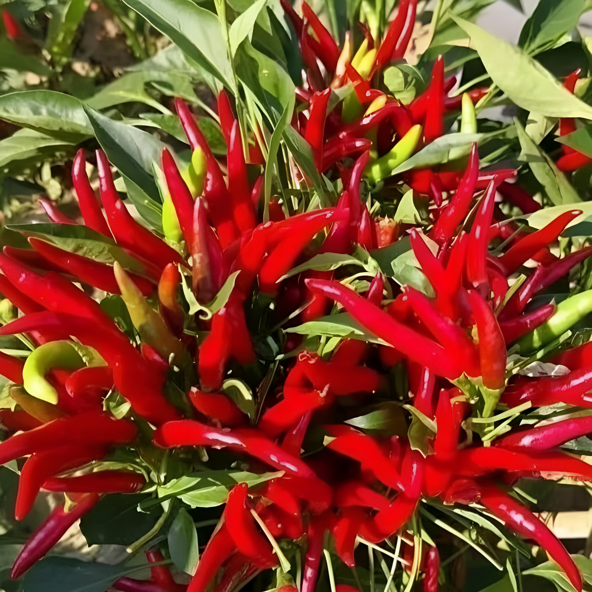 100 Chili Plants Seeds For Balcony Garden Sowing