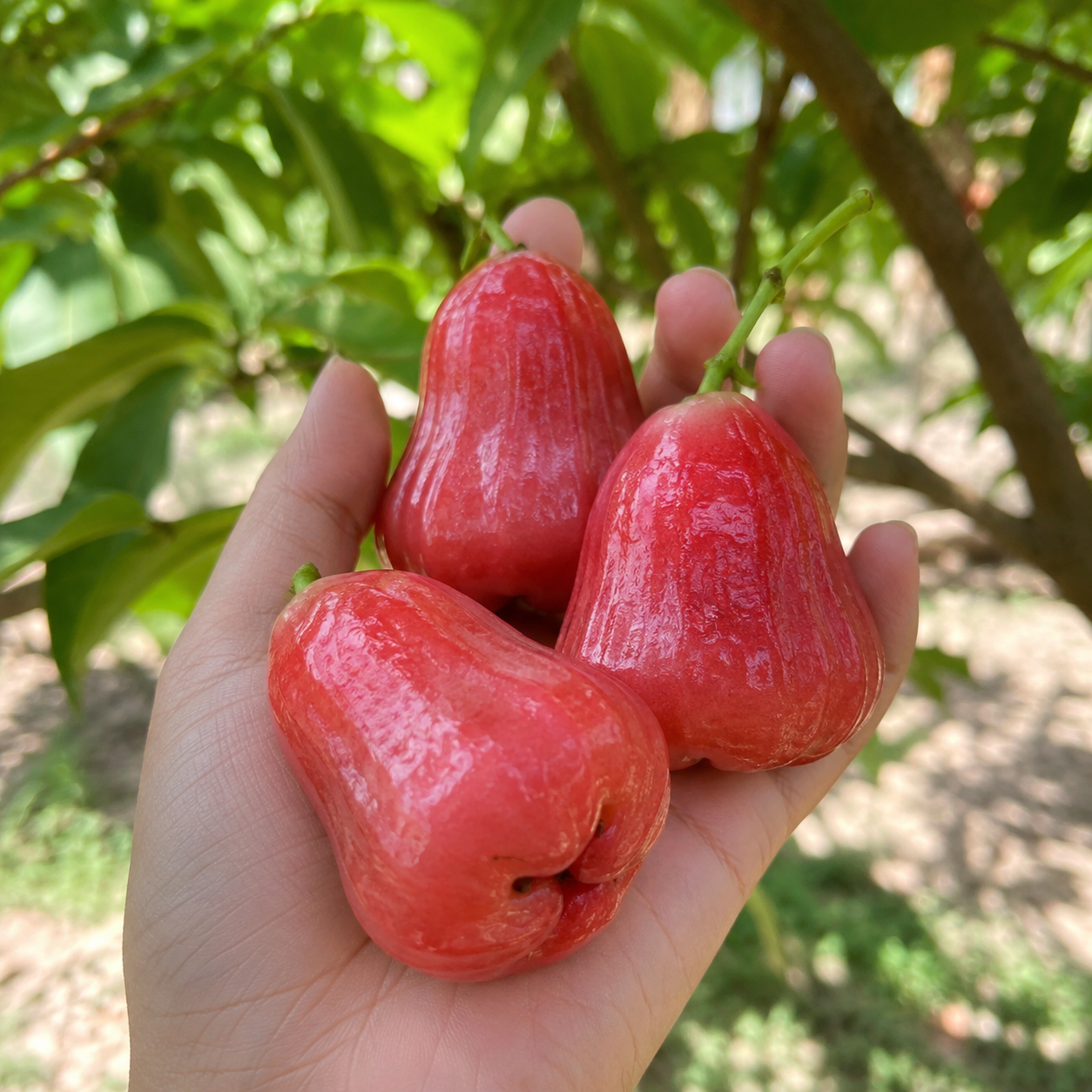 50 Pieces Rose Apple Garden Fruit Seeds