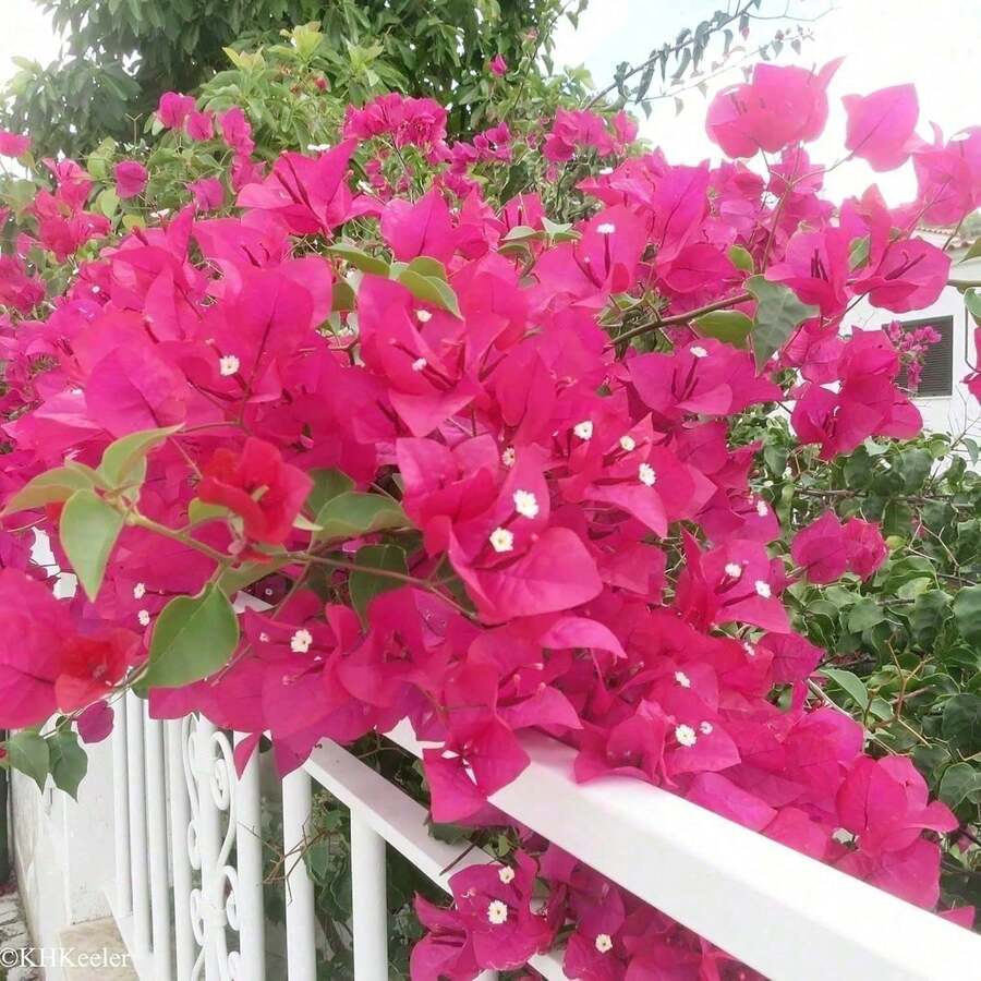 Lush pink bougainvillea flowers blooming