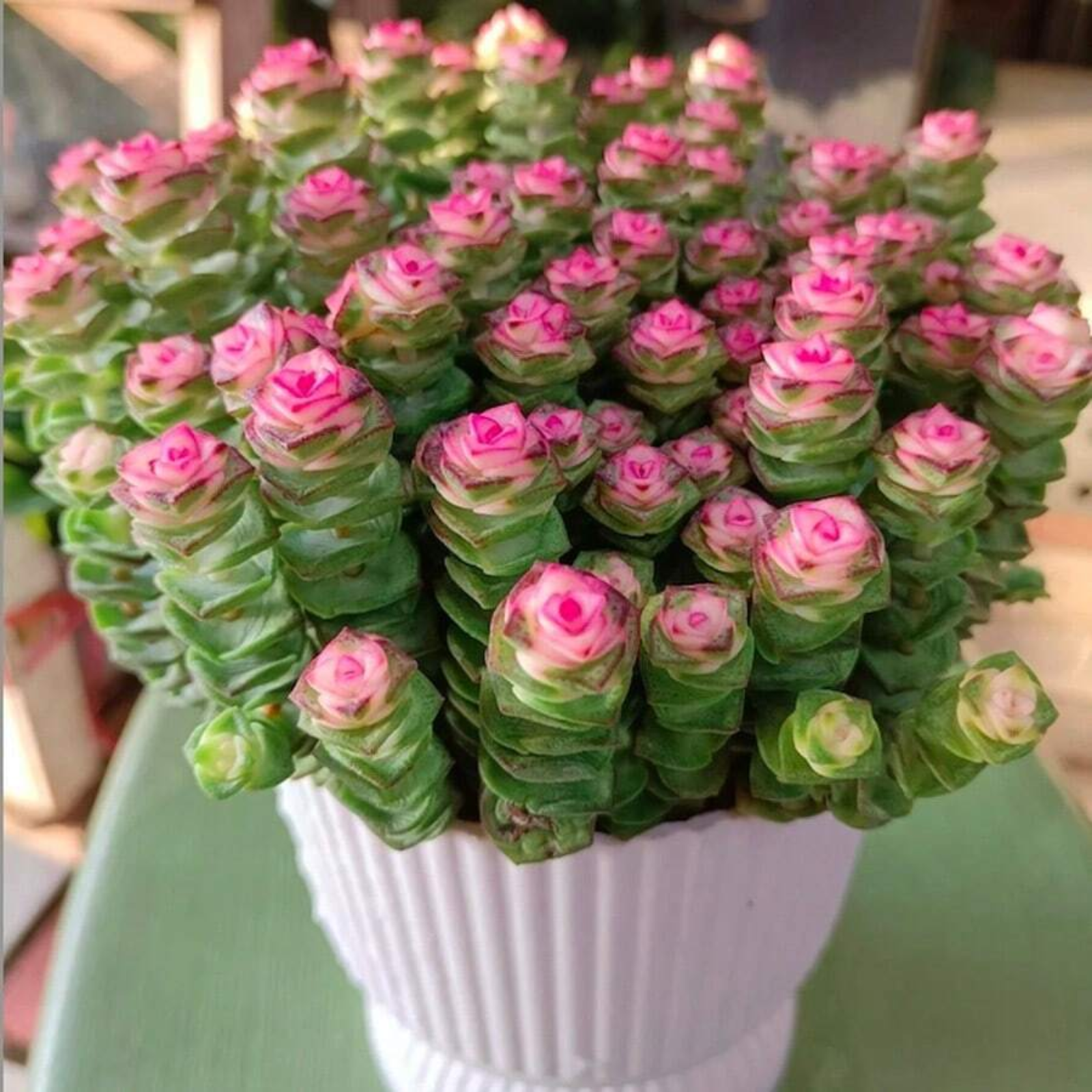 Live Lucky Rose Shaped Crassula Baby Necklace Spiral Succulent Plant Seeds