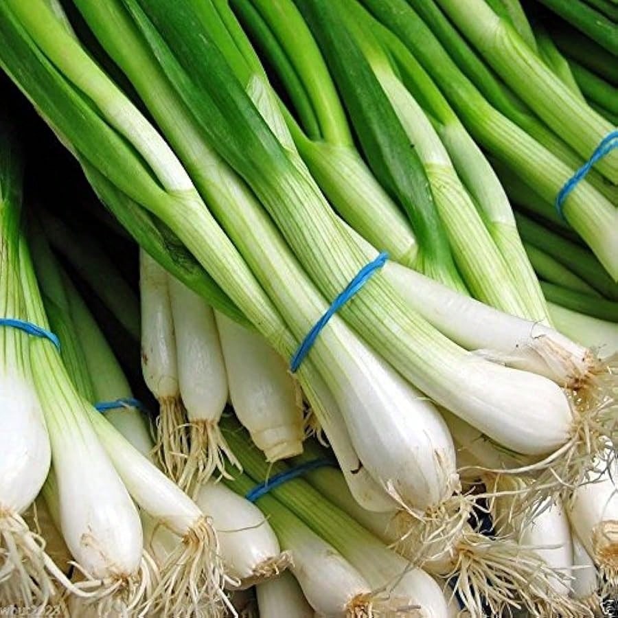 1000 Scallion Green Spring Onion Seeds For Planting