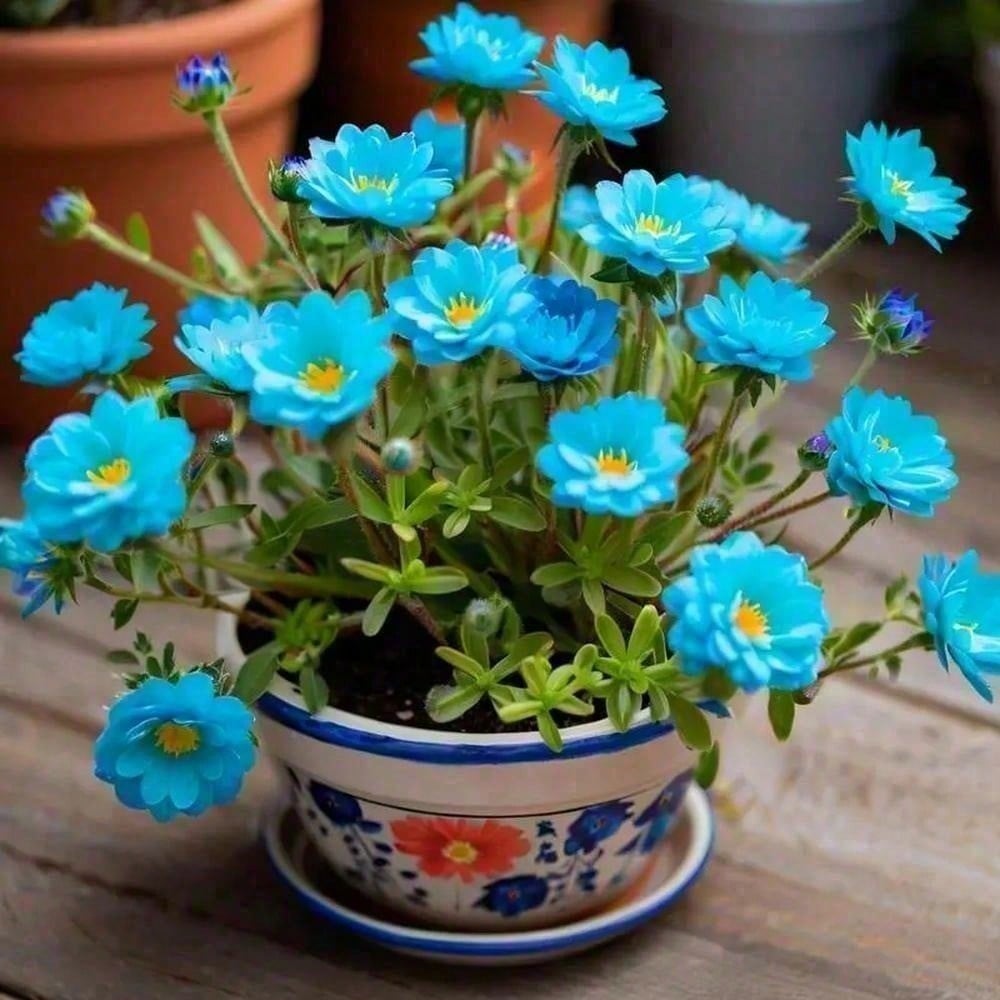 300 Moss Rose Dandelion Perennial Ground Cover Plant Seeds For Gardening