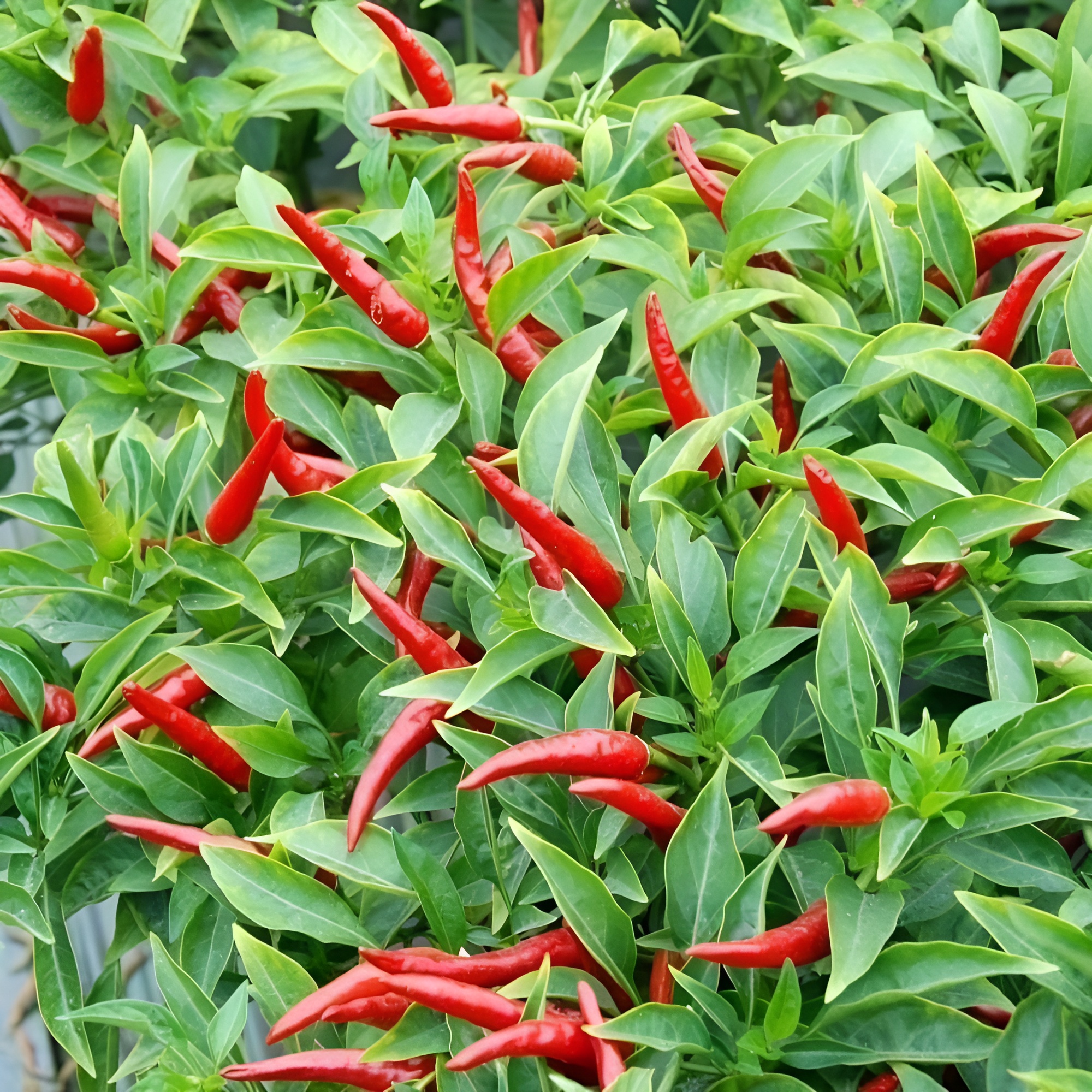 100 Chili Plants Seeds For Balcony Garden Sowing