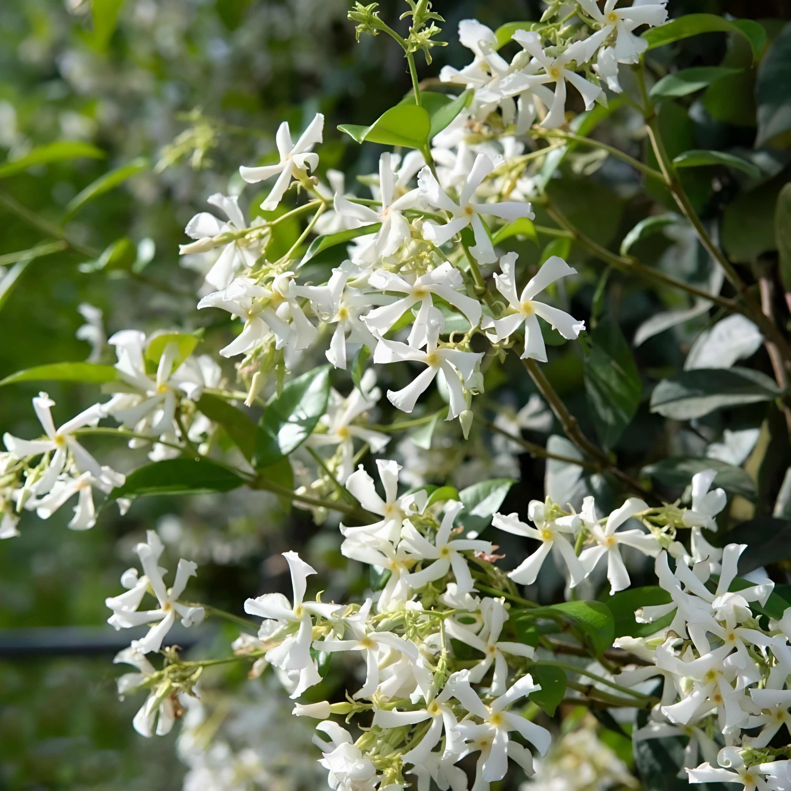 Climbing Jasmine Plant Seeds for Outdoor Indoor