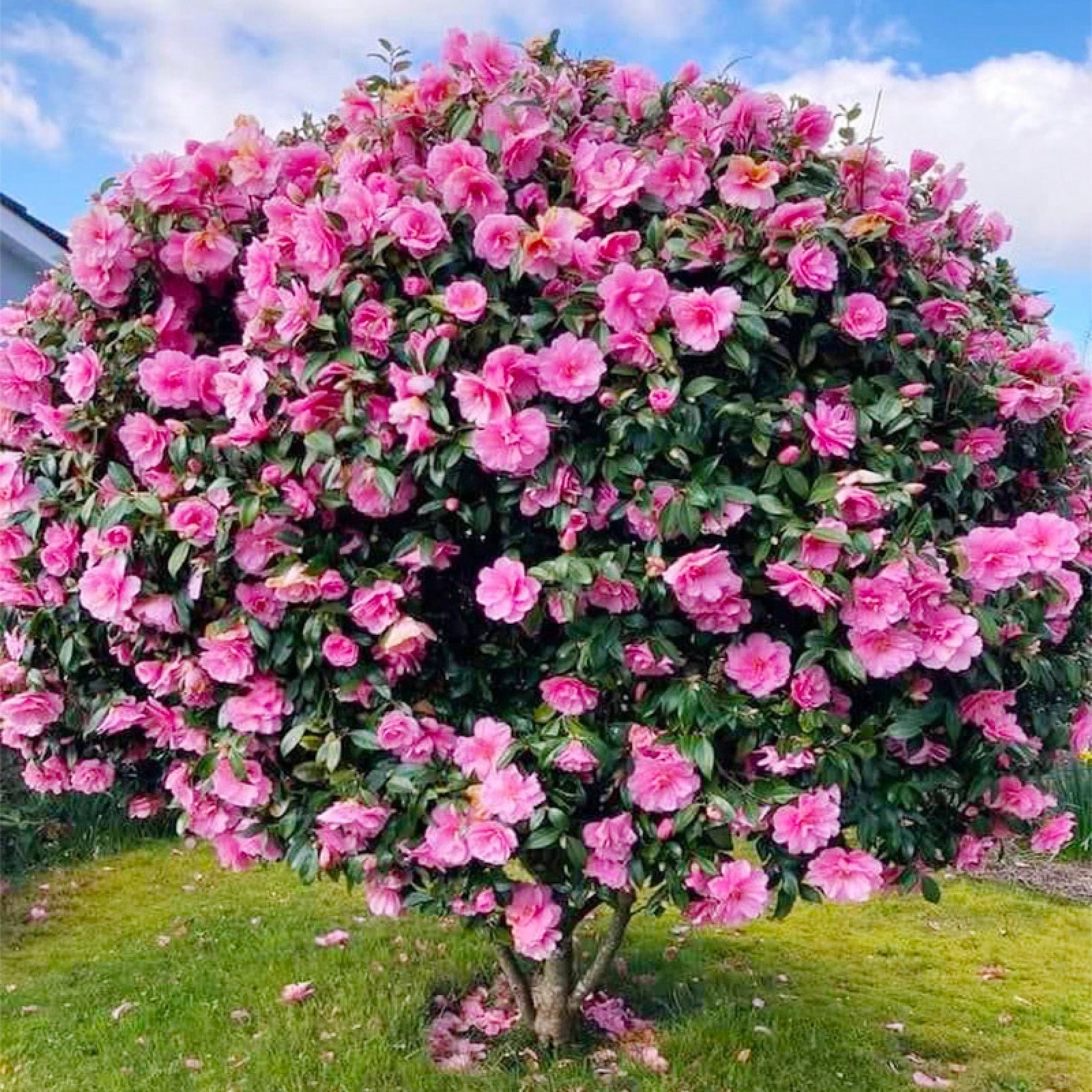 15 Plus Mixed Perennial Camellia Flower Planting Seeds