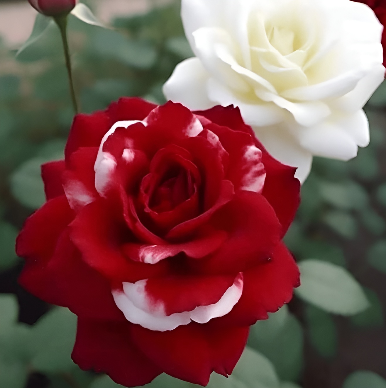 500 Mixed Multicolor Rose Seeds for Outdoor