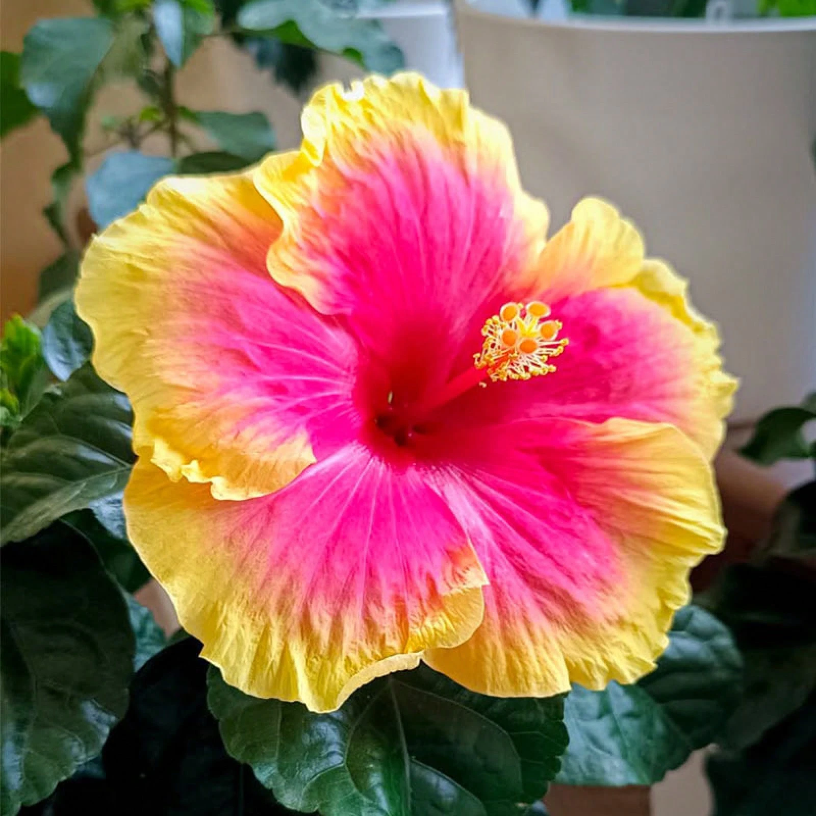 30+ Hibiscus Planting Seeds Colorful Perennial Flower