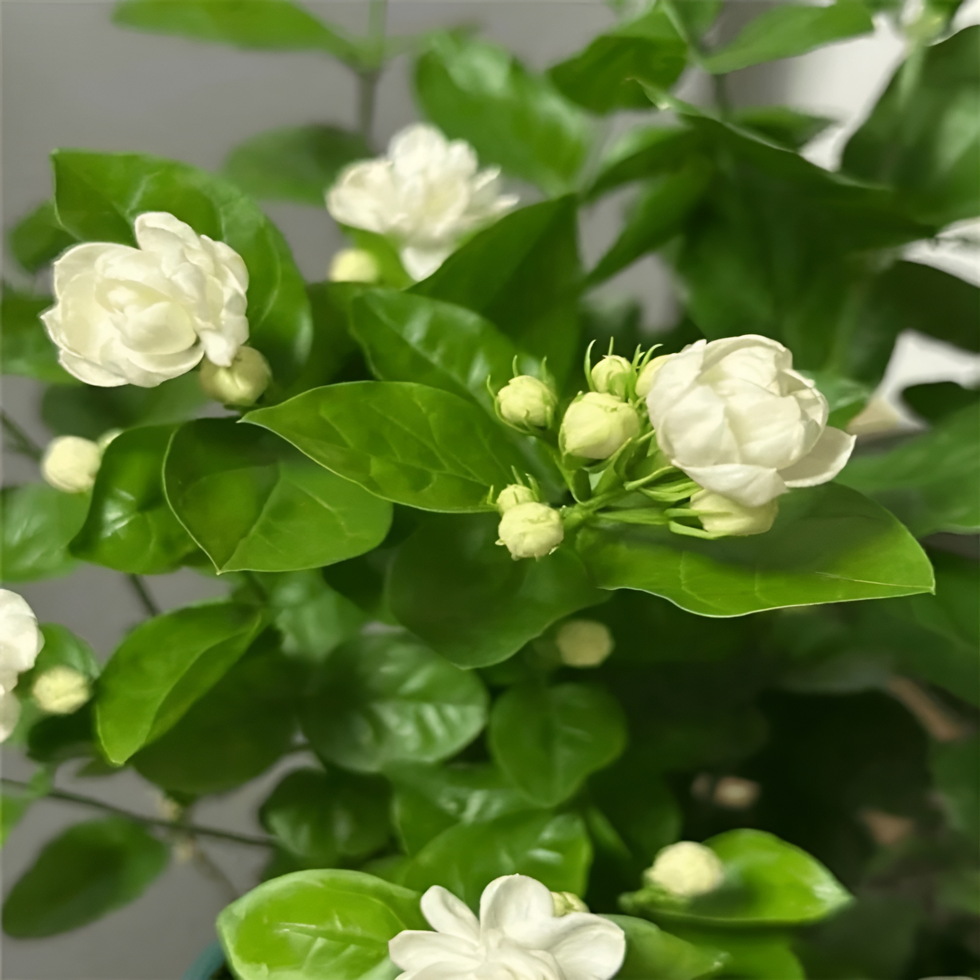 Night Blooming Jasmine Plant Seeds