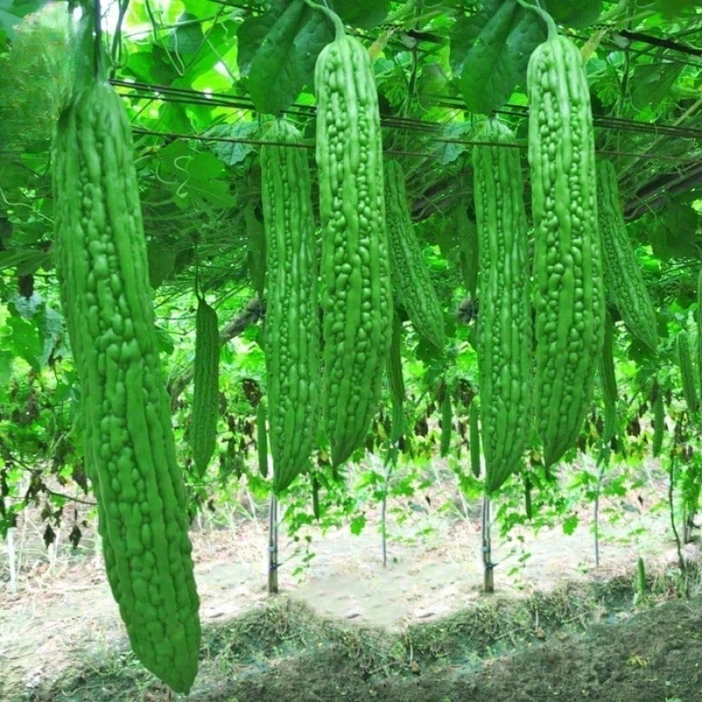 Bitter Gourd Ampalaya Long Green Plants Seeds 10 Pack