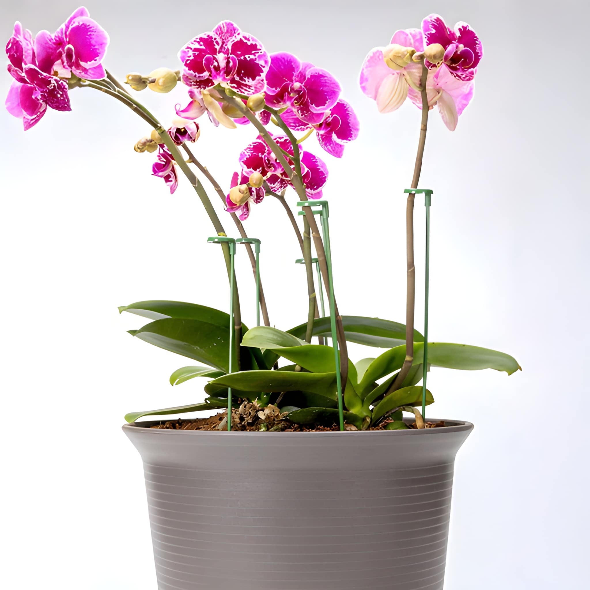 10 Piece Green Plant Support Stakes For Flower Pot Holders