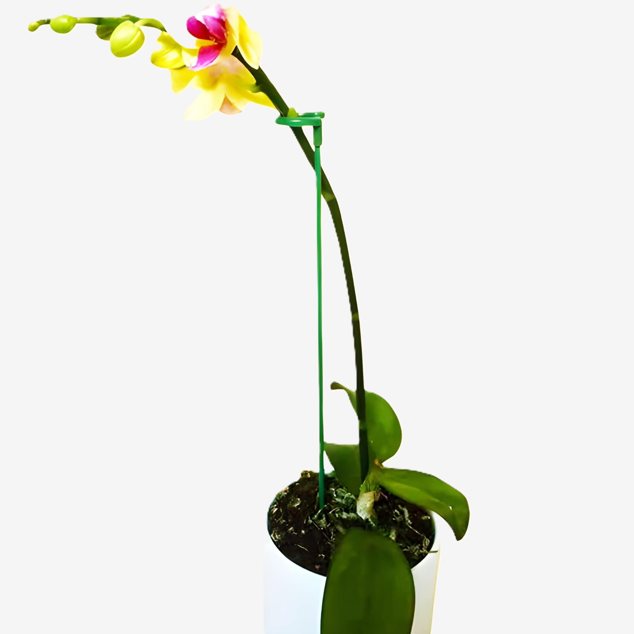 10 Piece Green Plant Support Stakes For Flower Pot Holders