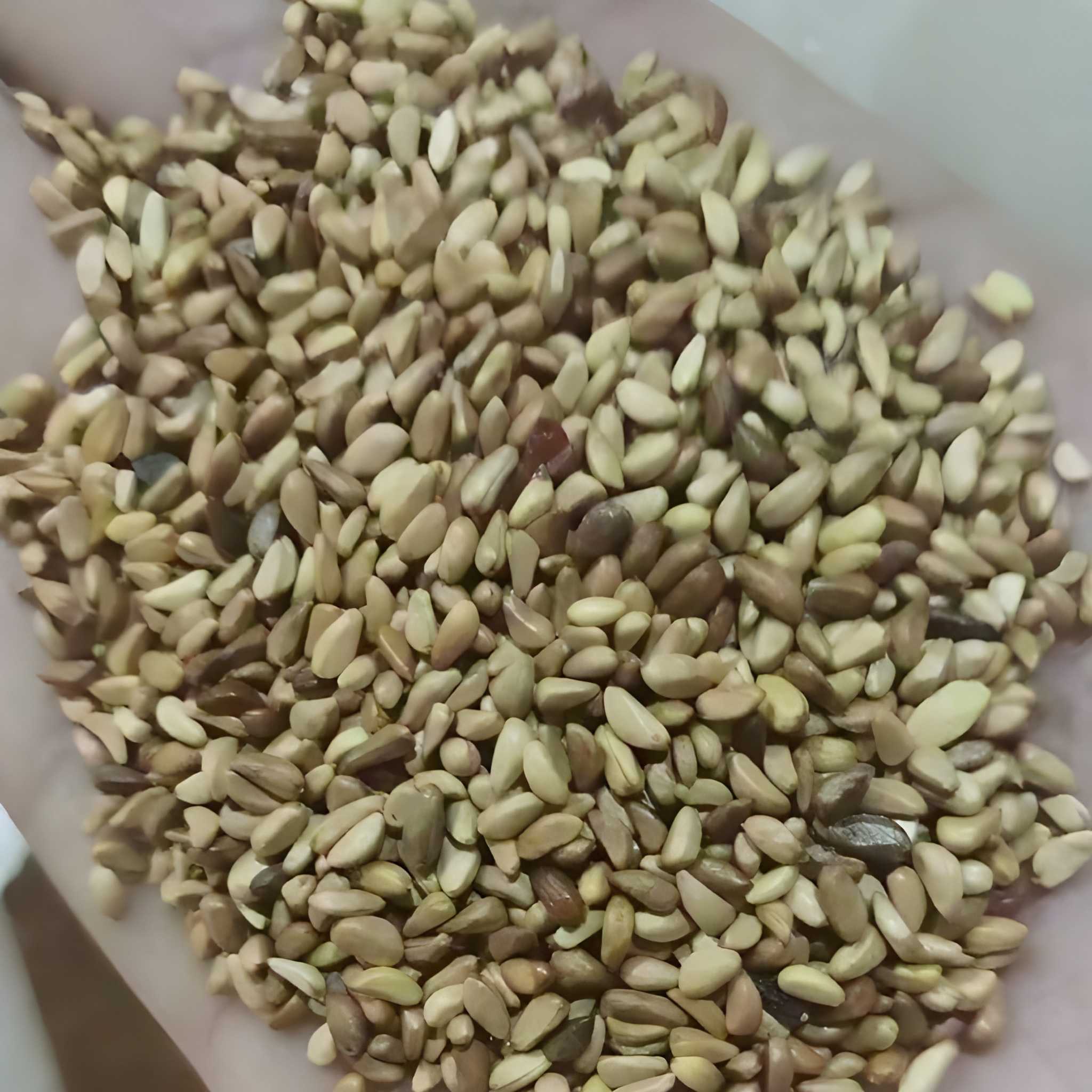 100 Sunflower Plants Seeds 