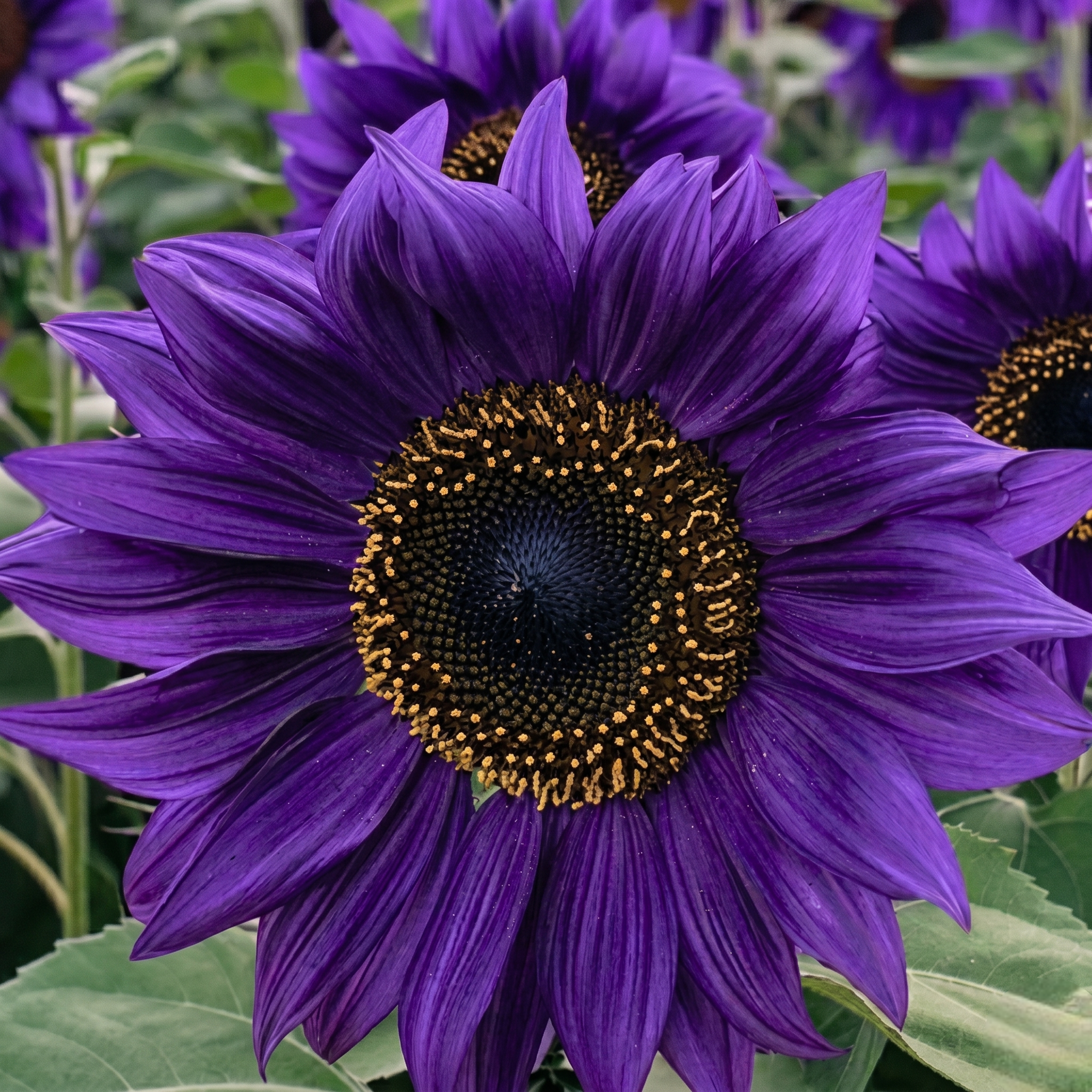 100 Sunflower Plants Seeds 