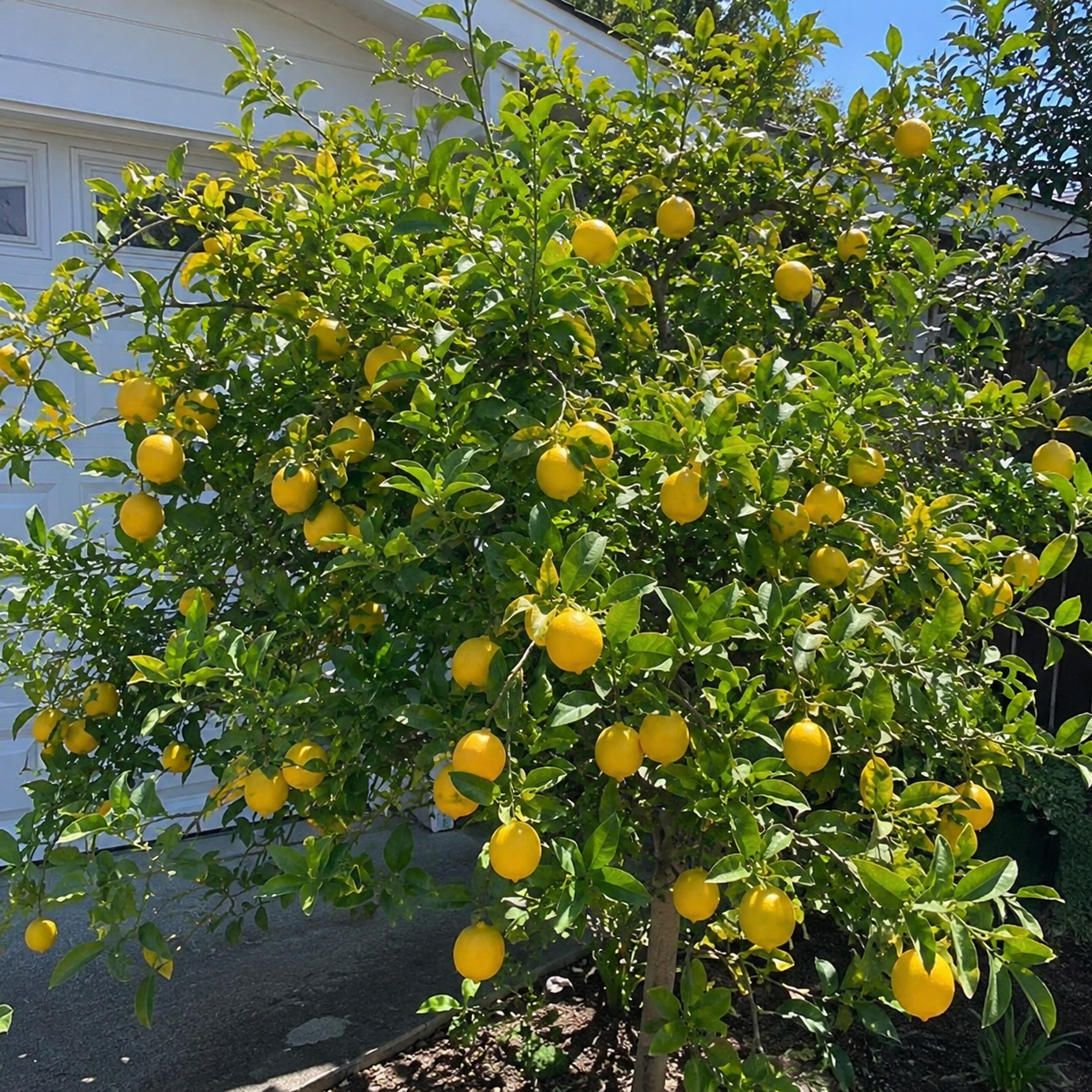 30 Pieces Meyer Lemon Tree Seeds For Planting  