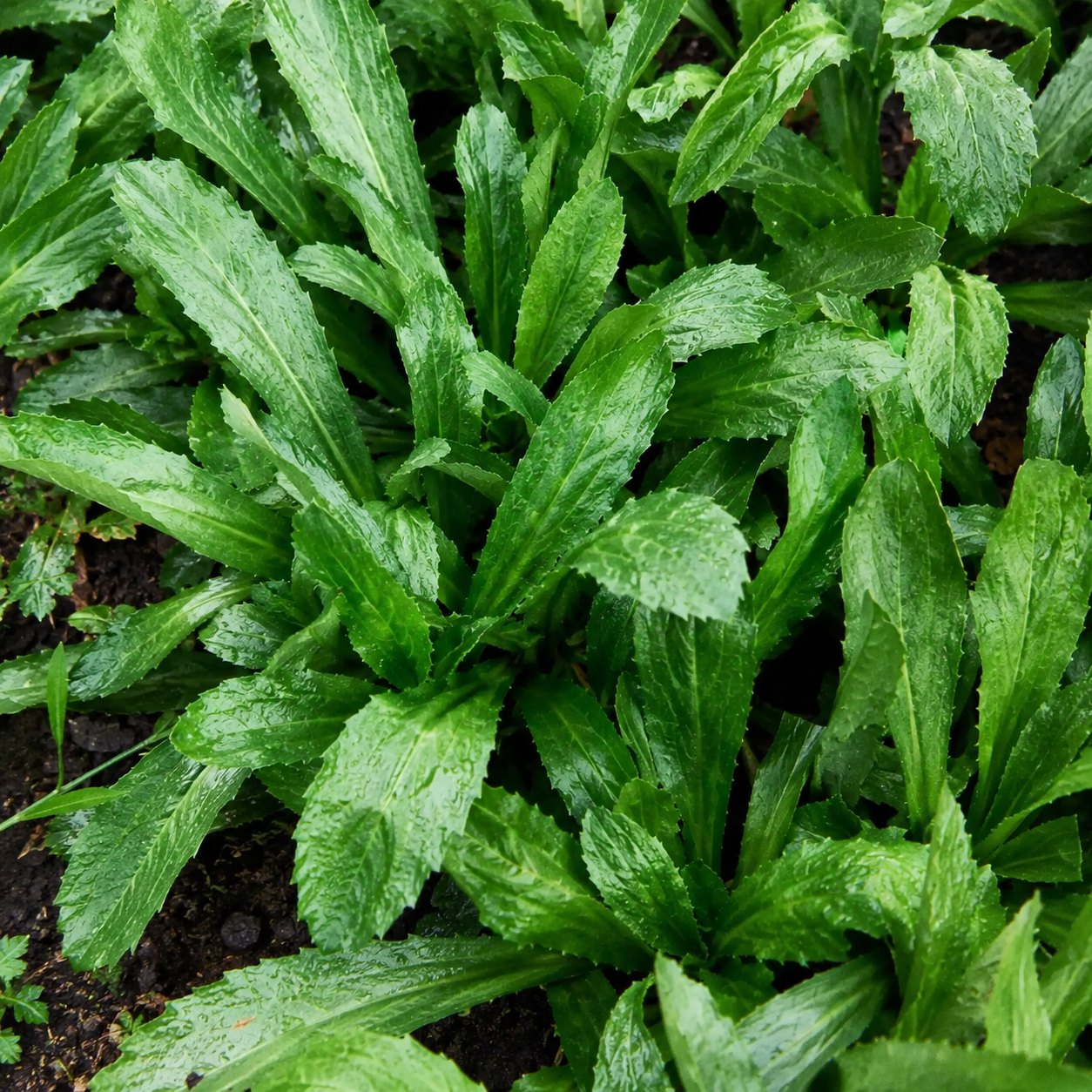 500 Pieces Culantro Seeds For Home Garden