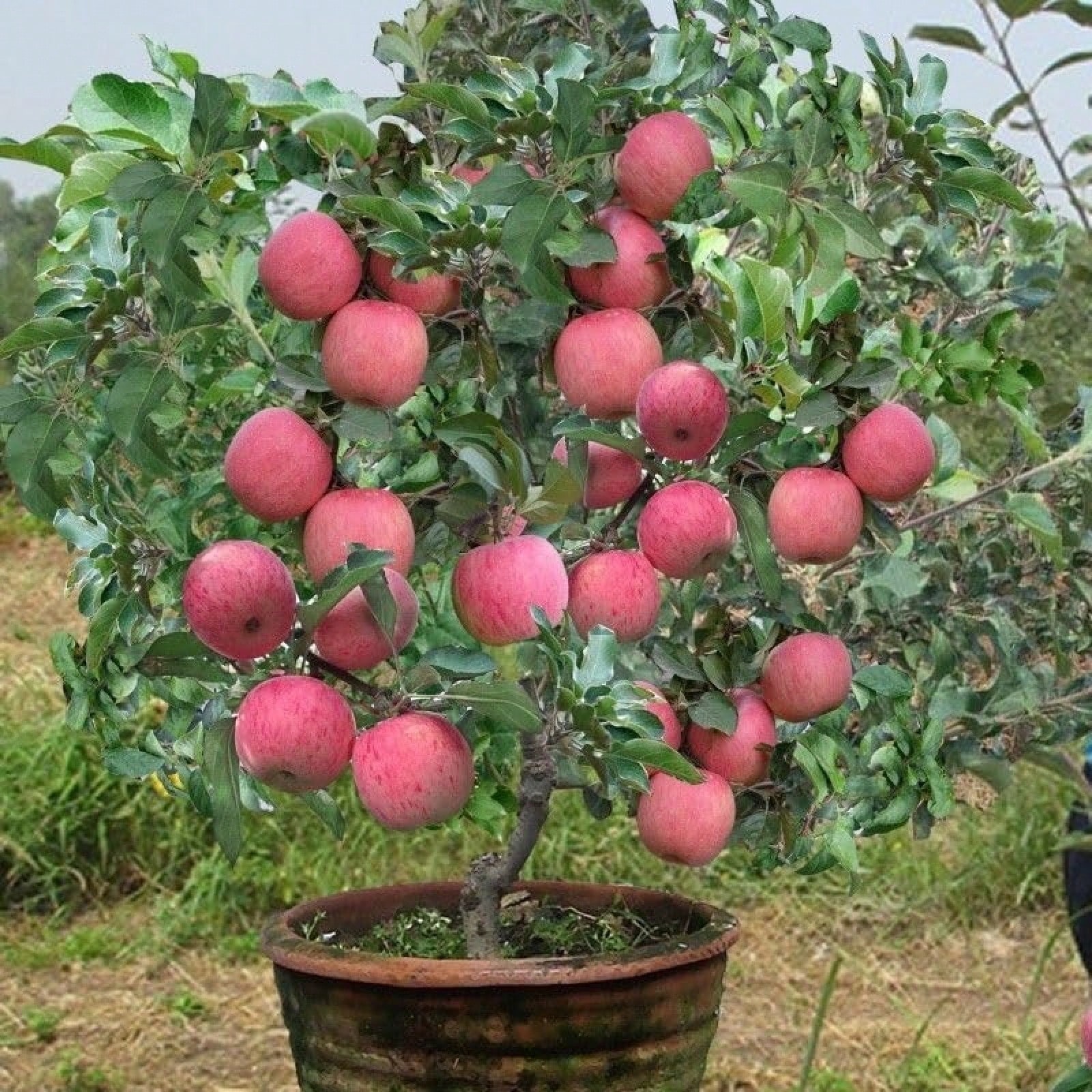 Honeycrisp Apple Tree Seeds