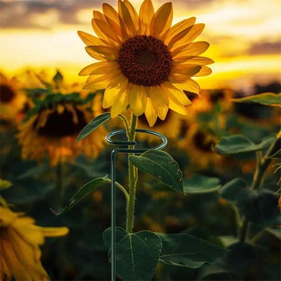 Plant Support Stake Trellis Cage For Indoor And Outdoor Plants