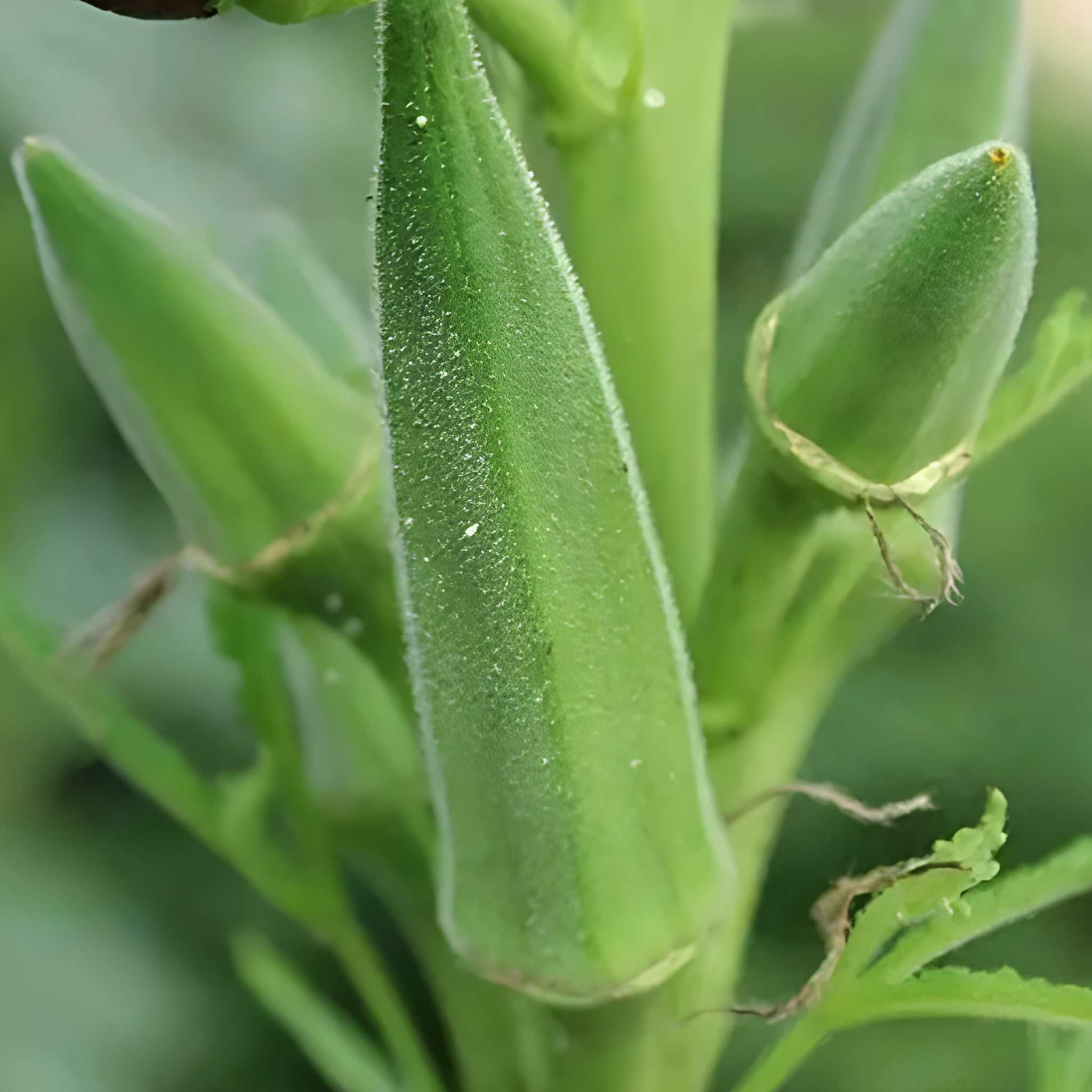 178 Pieces Okra Planting Seeds
