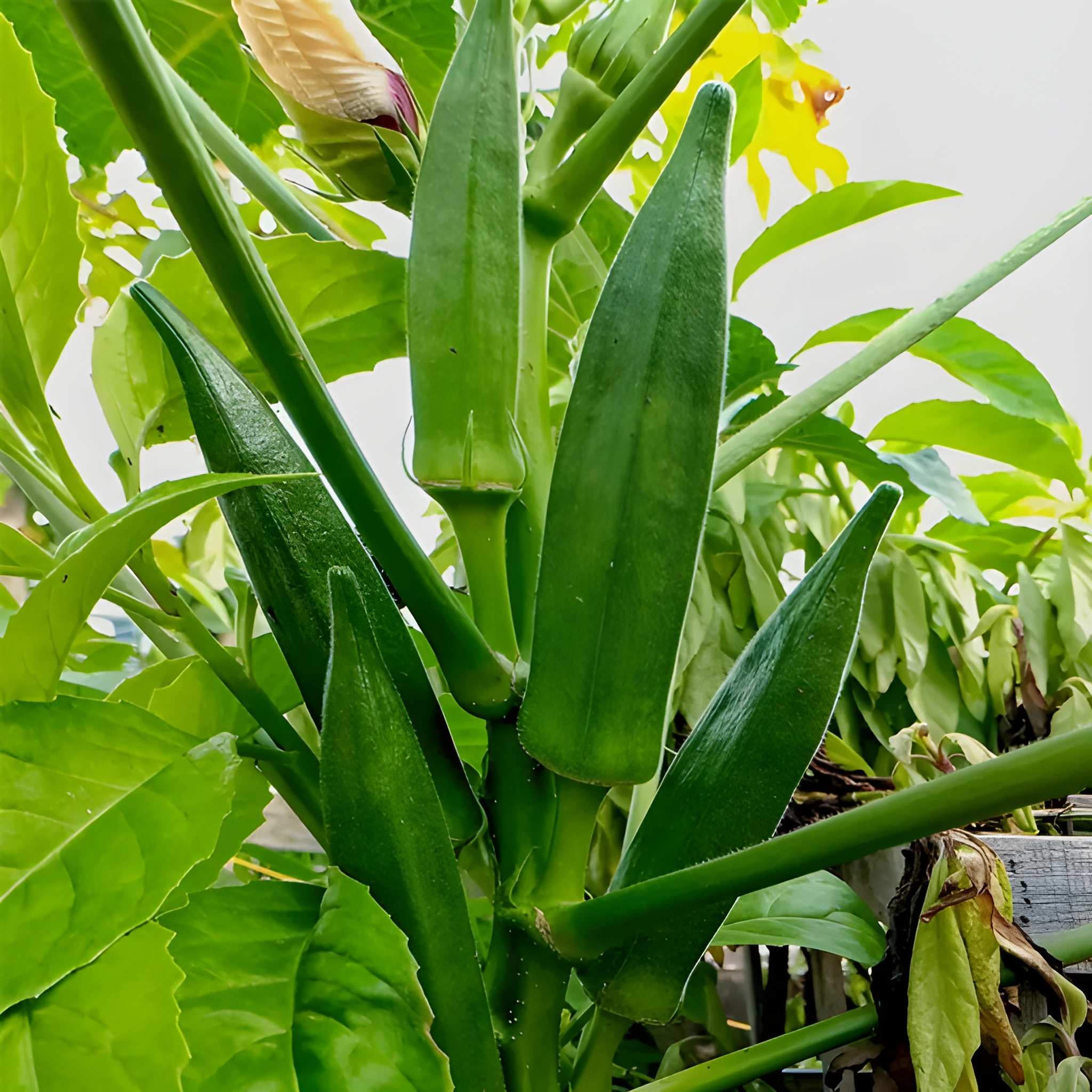 178 Pieces Okra Planting Seeds