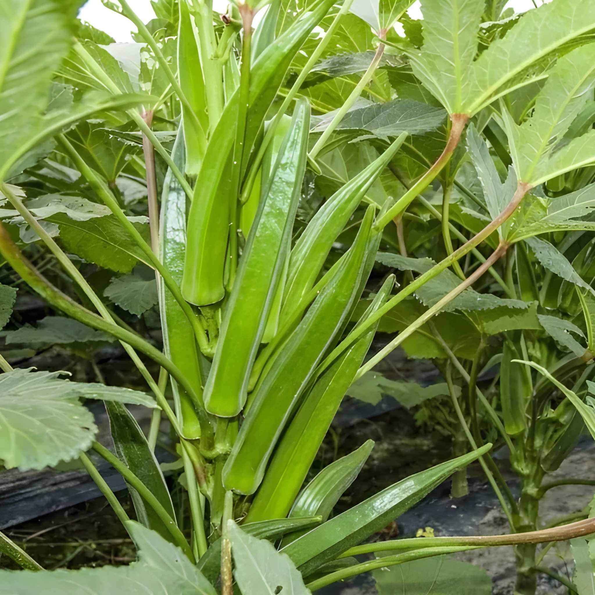 178 Pieces Okra Planting Seeds