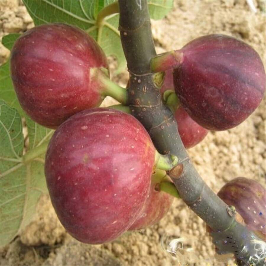 260 Pieces Delicious Fig Seeds For Home Garden  