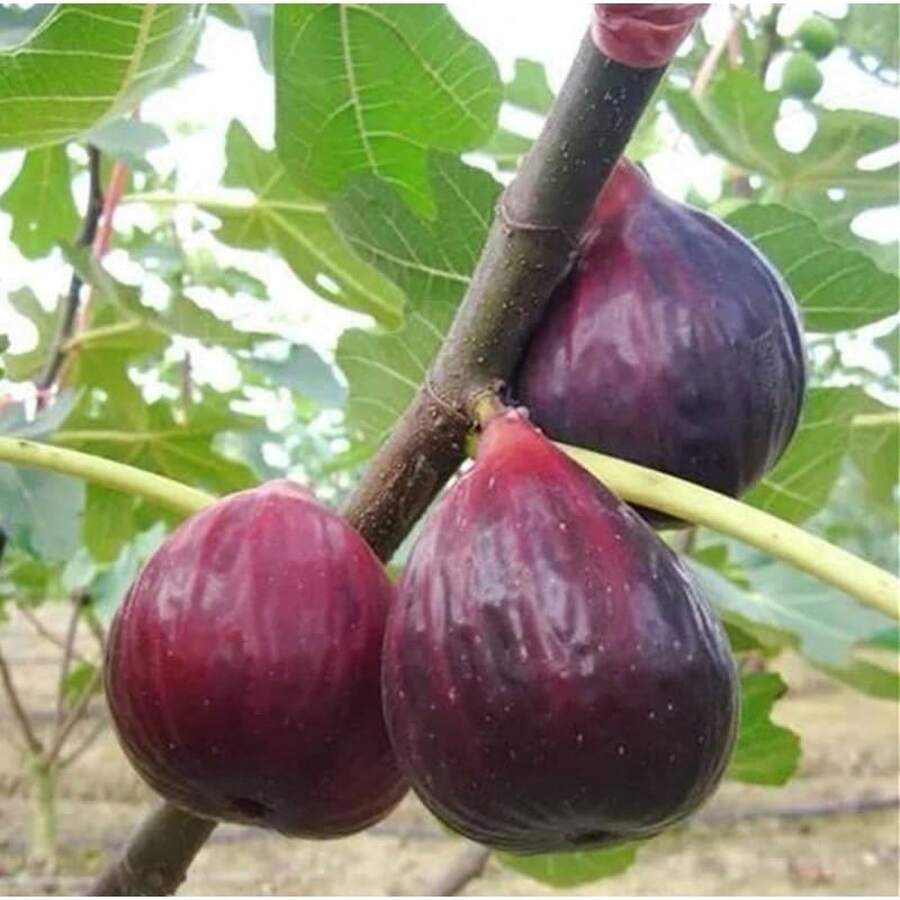 260 Pieces Delicious Fig Seeds For Home Garden  