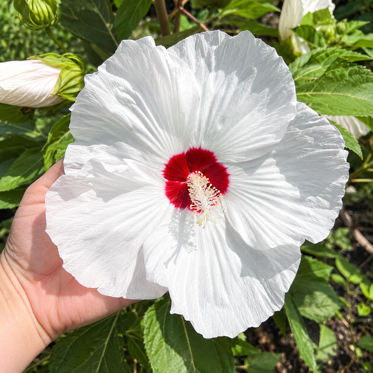 100 Pieces Mixed Giant Hibiscus Seeds for Outdoor Garden Planting