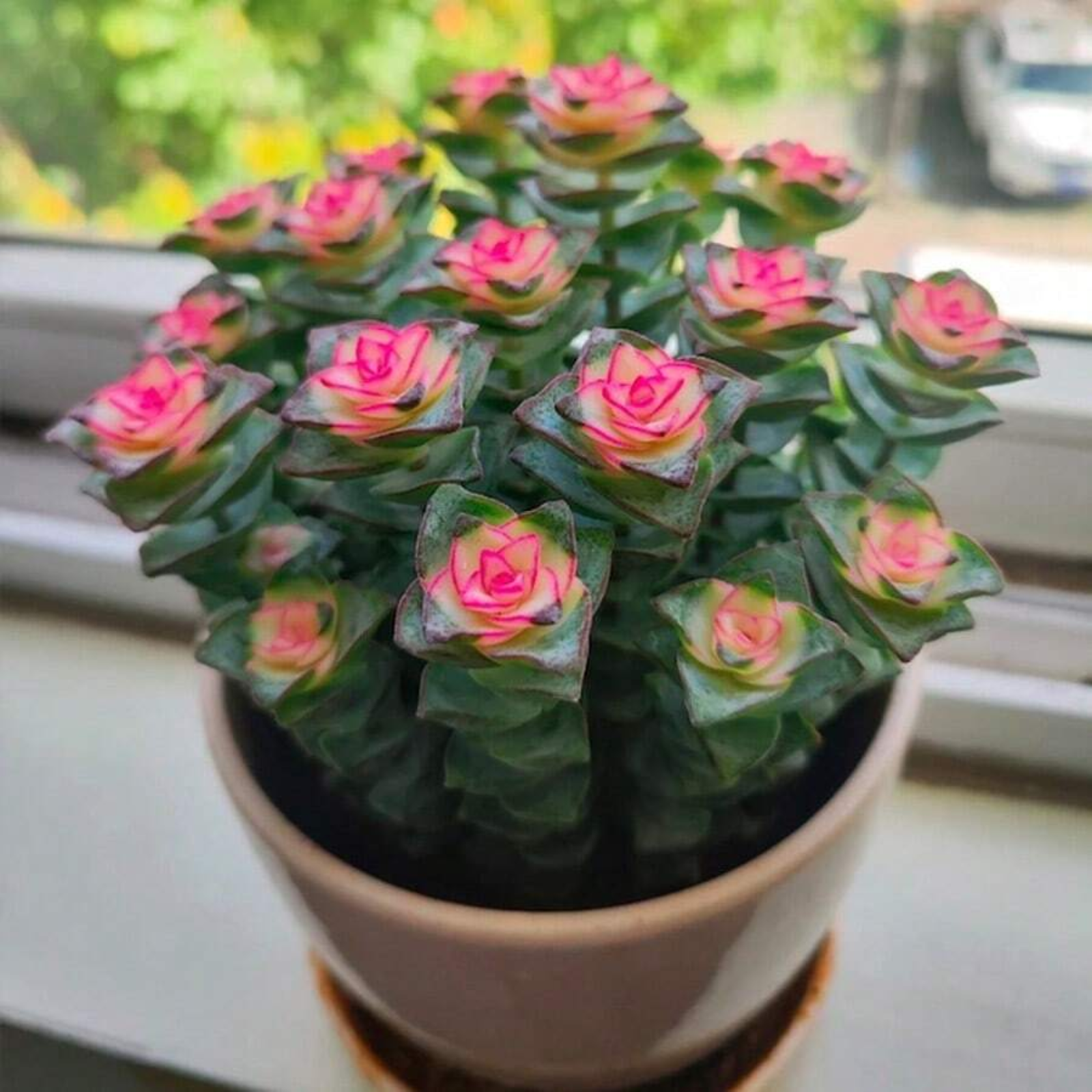 Live Lucky Rose Shaped Crassula Baby Necklace Spiral Succulent Plant Seeds