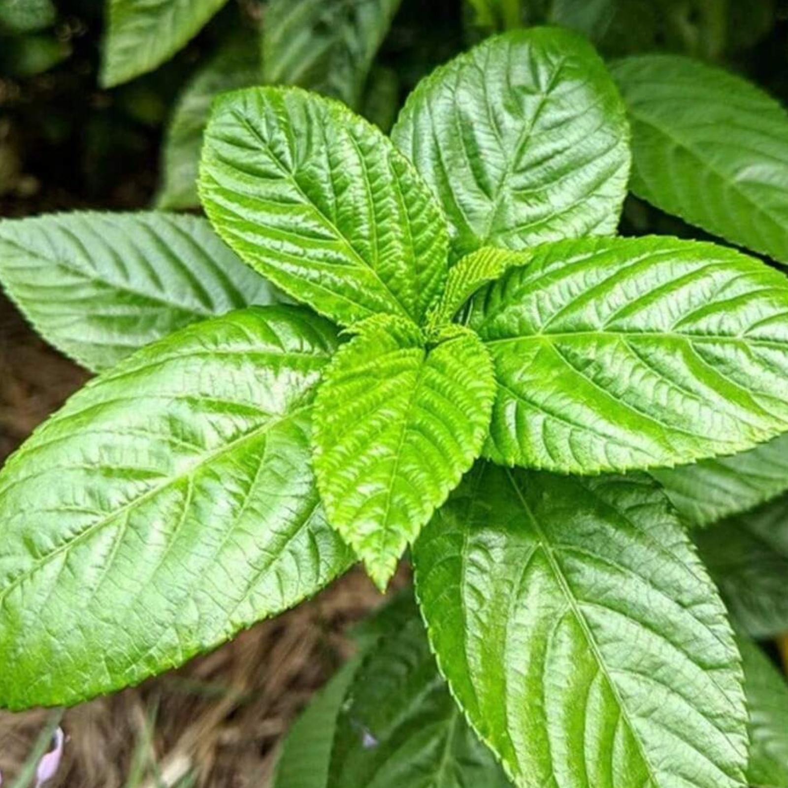 Non Gmo Perennial Egyptian Spinach Plants Seeds For Growing Fresh Molokhia