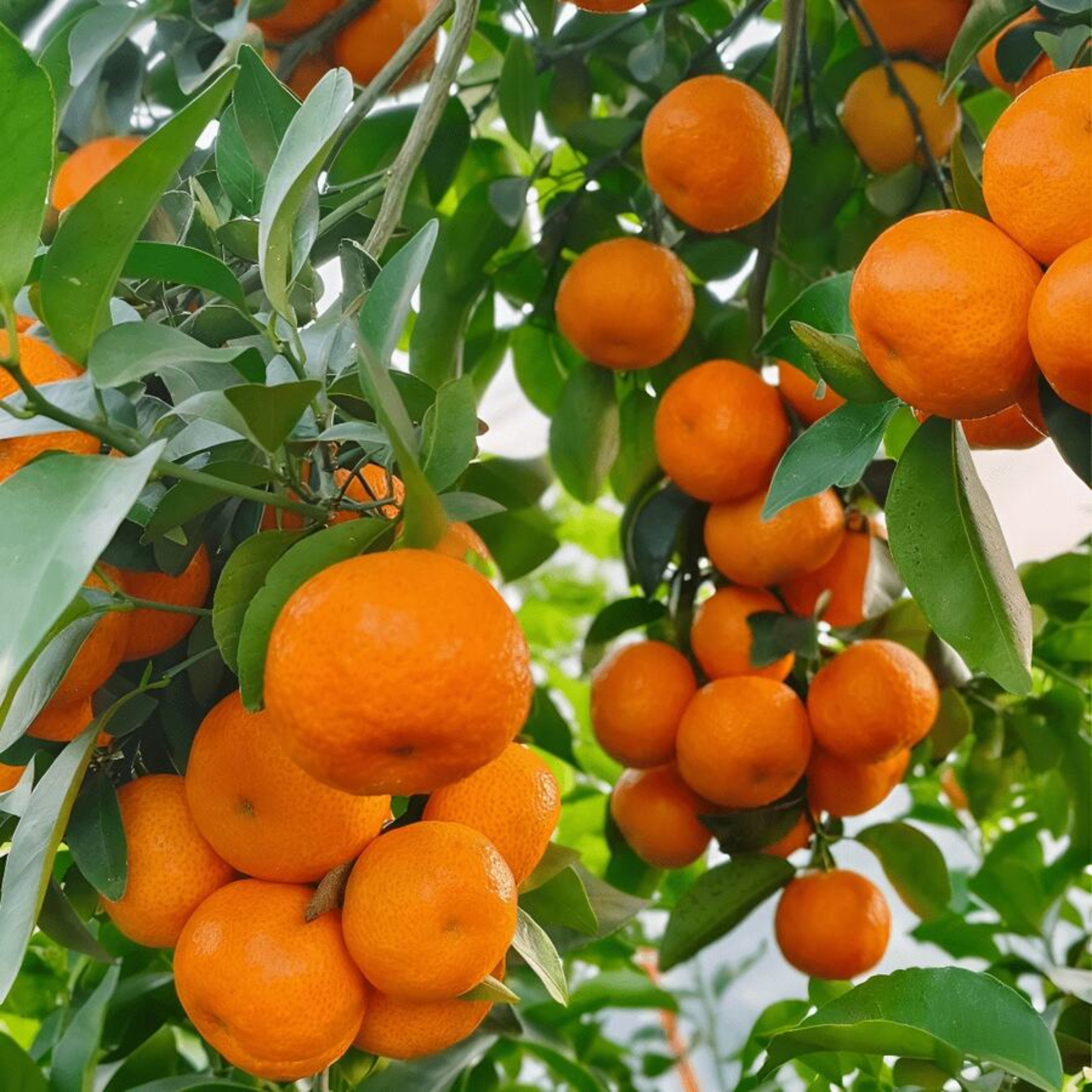 1215 Inch Sugary Mandarin Tree Seeds Easy Care Fast Growing Citrus