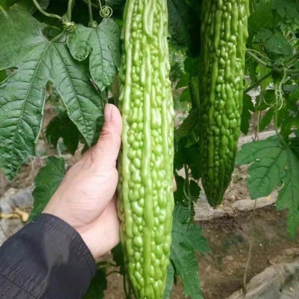 Bitter Gourd Ampalaya Long Green Plants Seeds 10 Pack