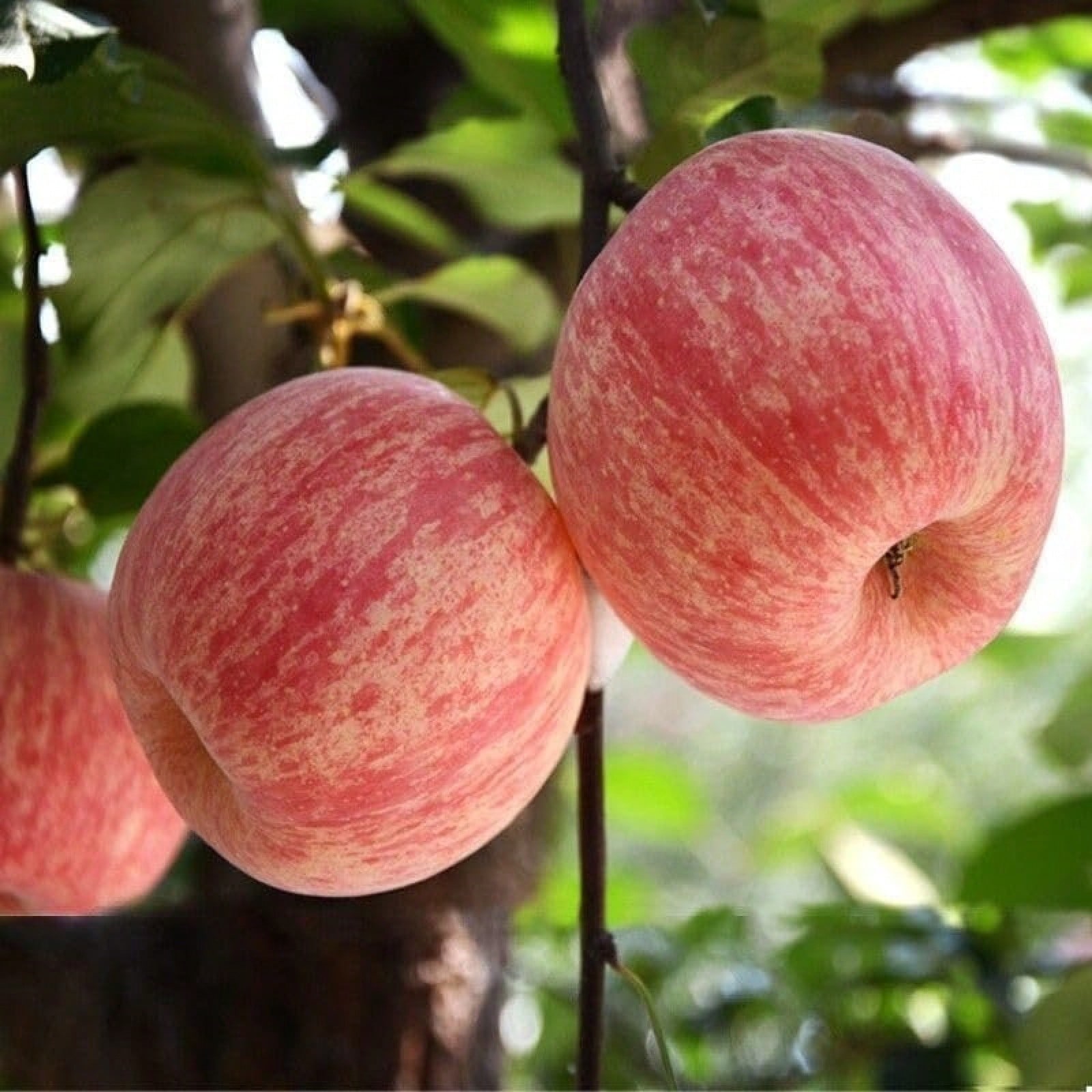 Honeycrisp Apple Tree Seeds