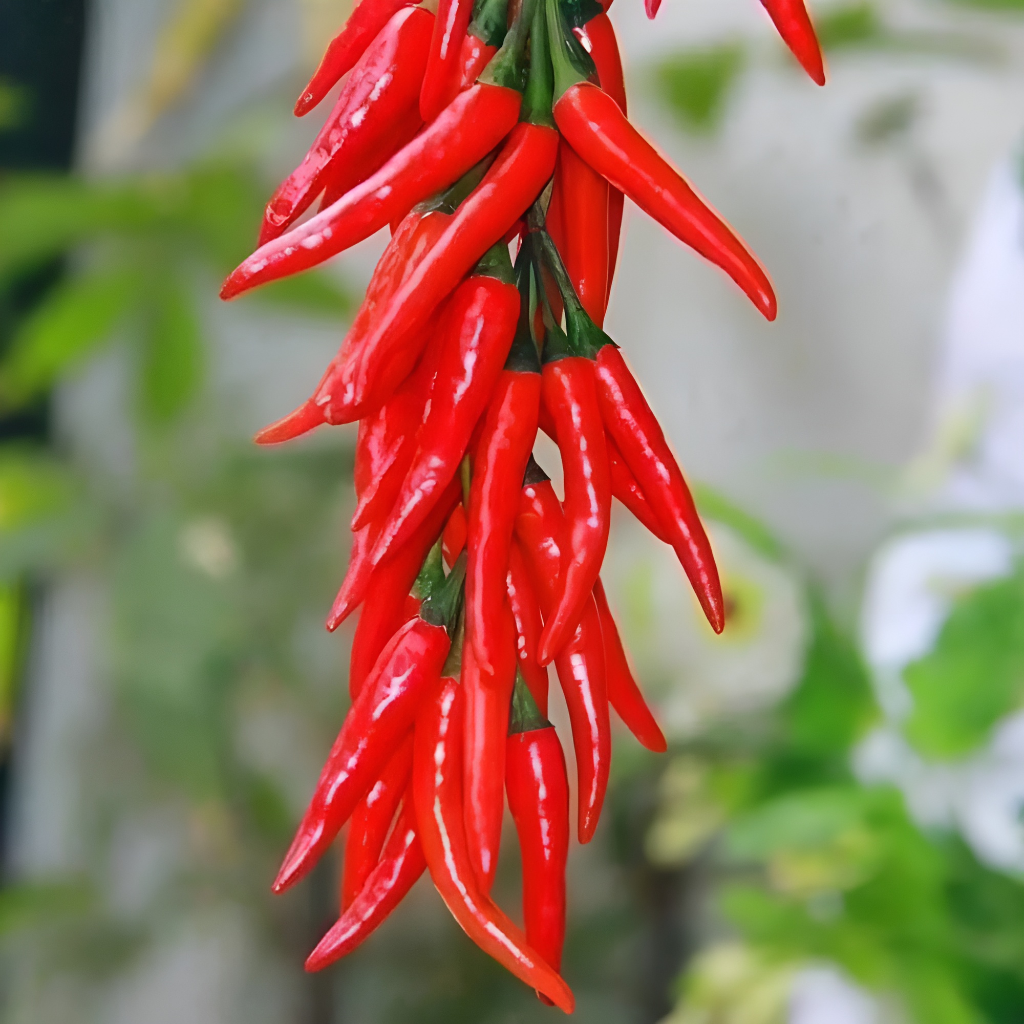 100 Chili Plants Seeds For Balcony Garden Sowing