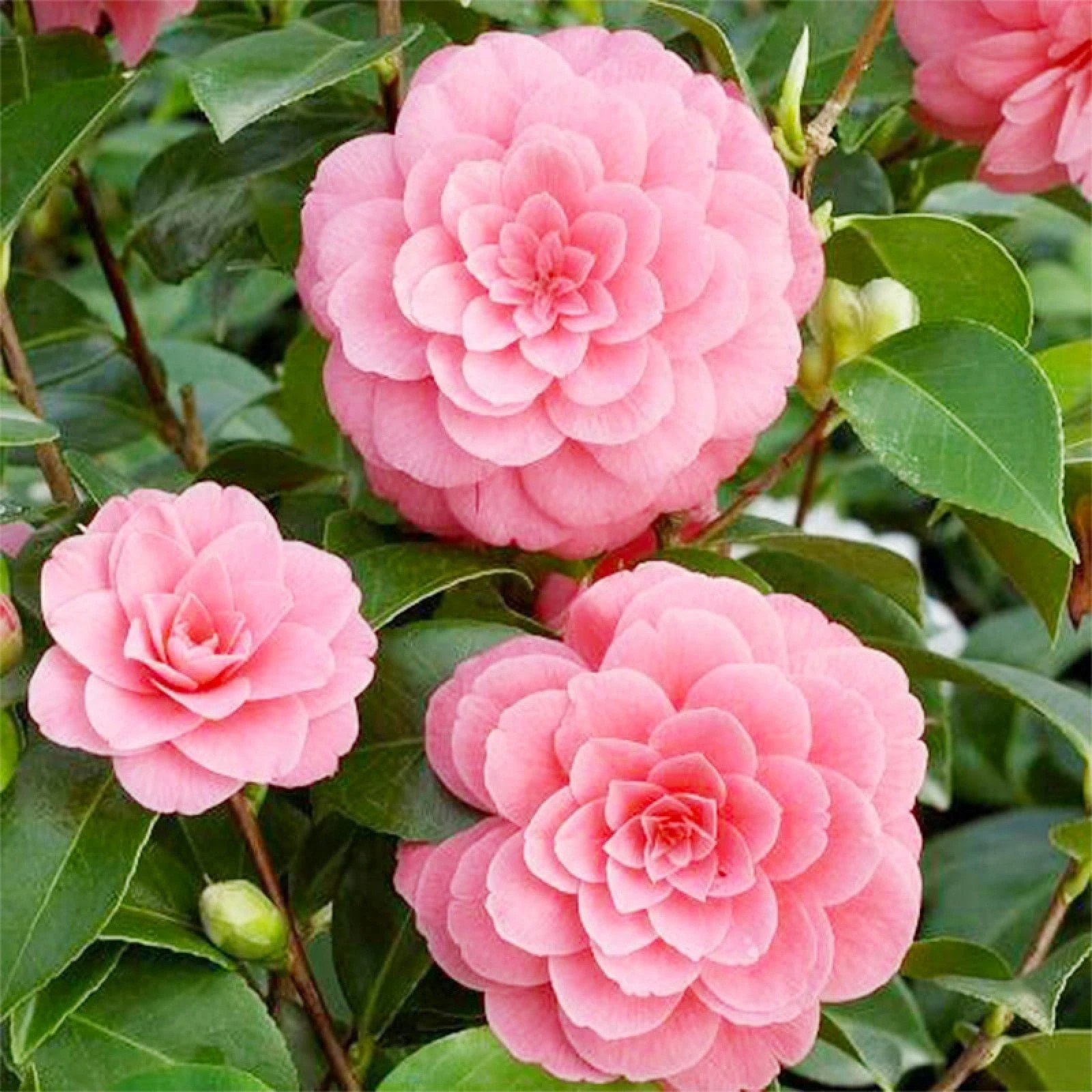 15 Plus Mixed Perennial Camellia Flower Planting Seeds