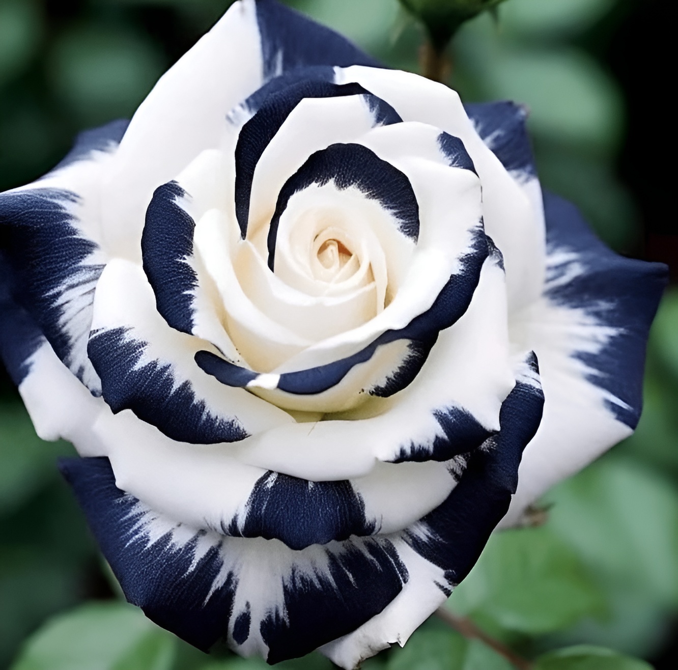 500 Mixed Multicolor Rose Seeds for Outdoor