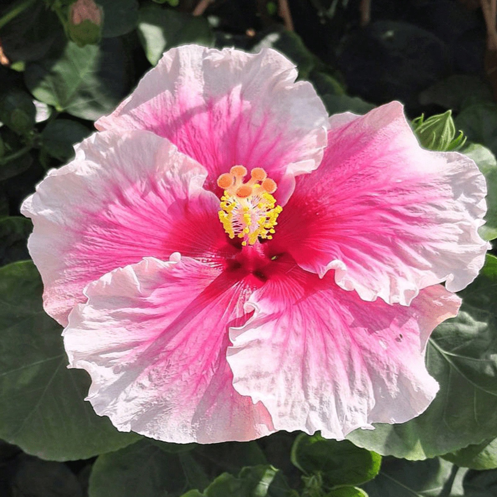 30+ Hibiscus Planting Seeds Colorful Perennial Flower