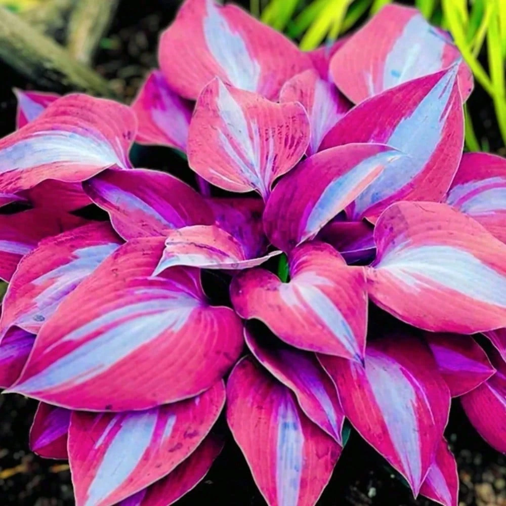 100+ Purple Flower Heirloom Hosta Seeds