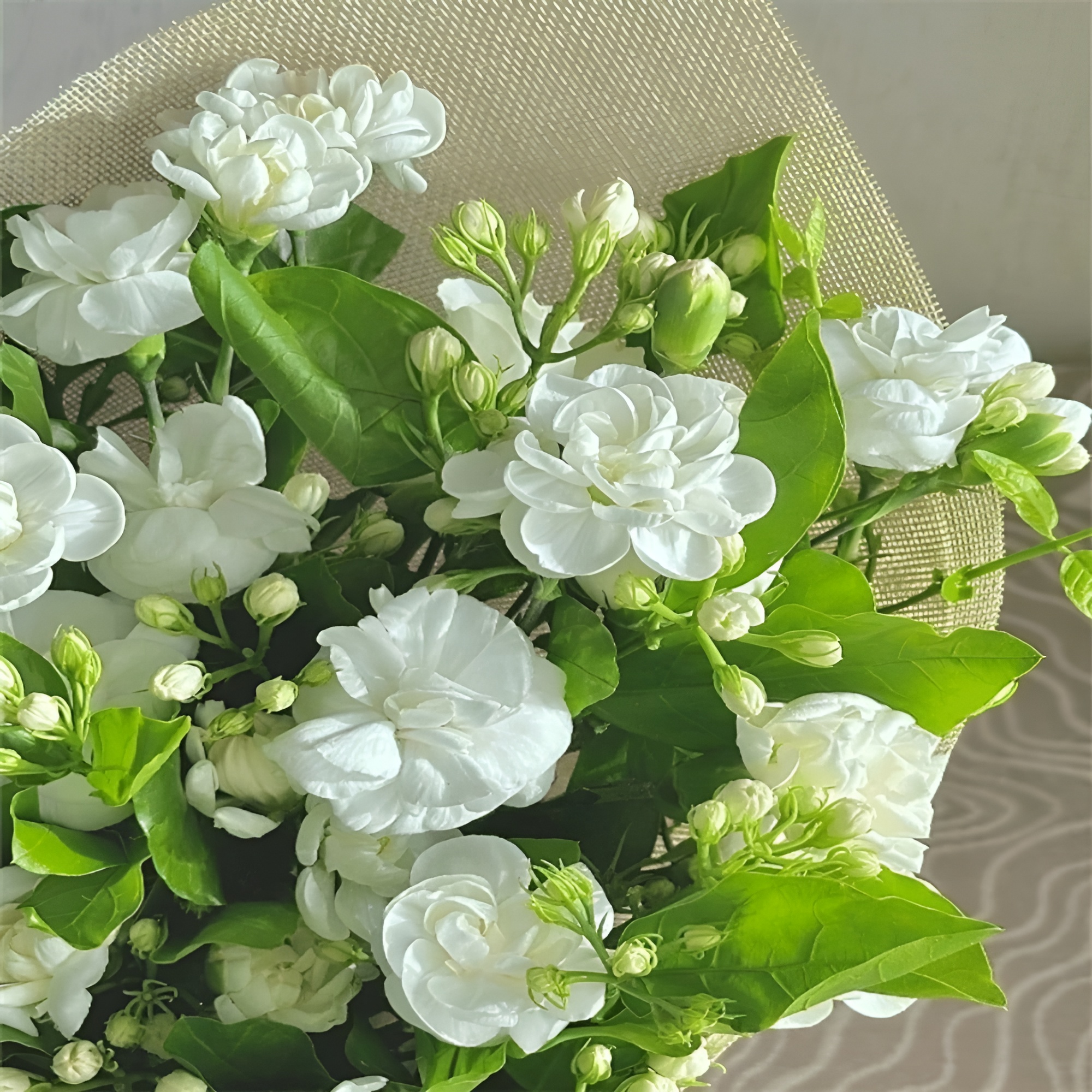 Night Blooming Jasmine Plant Seeds