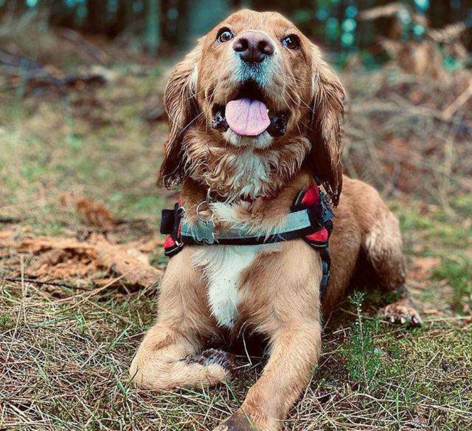 Personalised No Pull Dog Harness