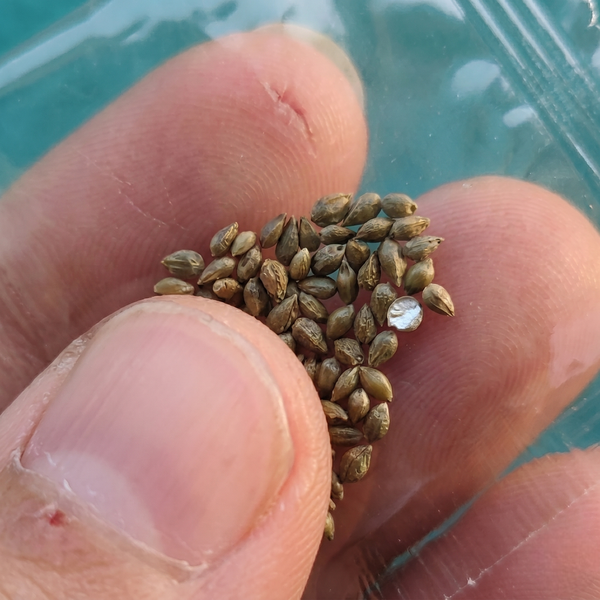 200 Chili Seed For Indoor And Outdoor Potted Planting