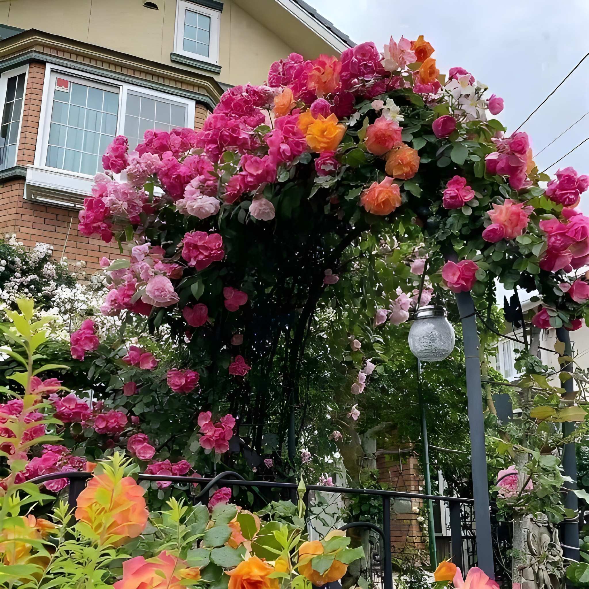 200 Climbing Rose Plant Four Seasons Blooming Flower Seeds