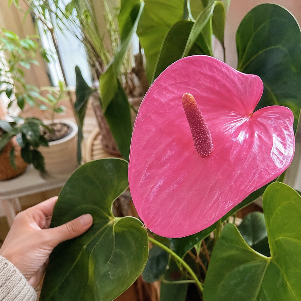 100 Pieces Outdoor Indoor Anthurium Perennial Flowers Seeds 
