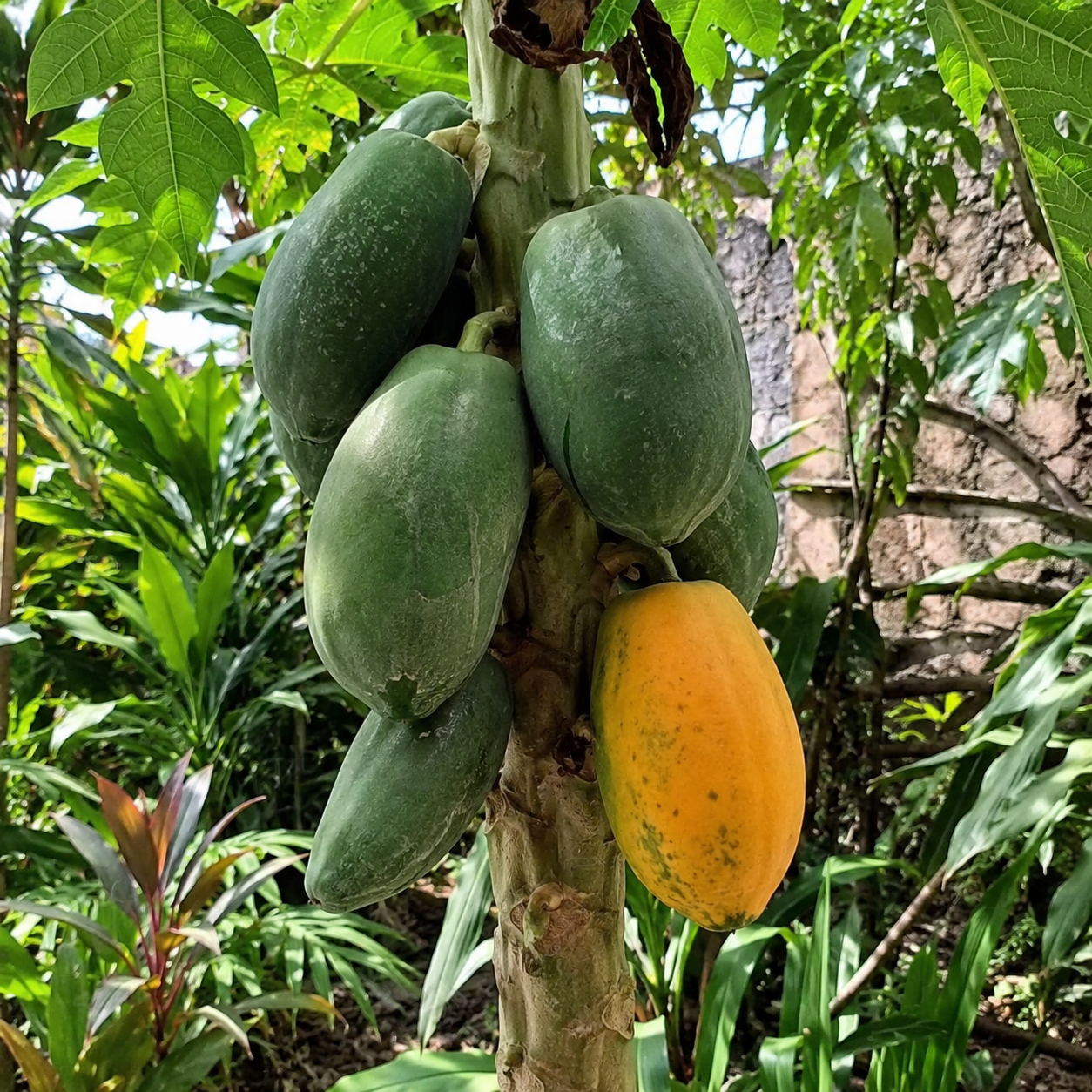 50 Pieces Cream Papaya Fruit Seeds For Planting