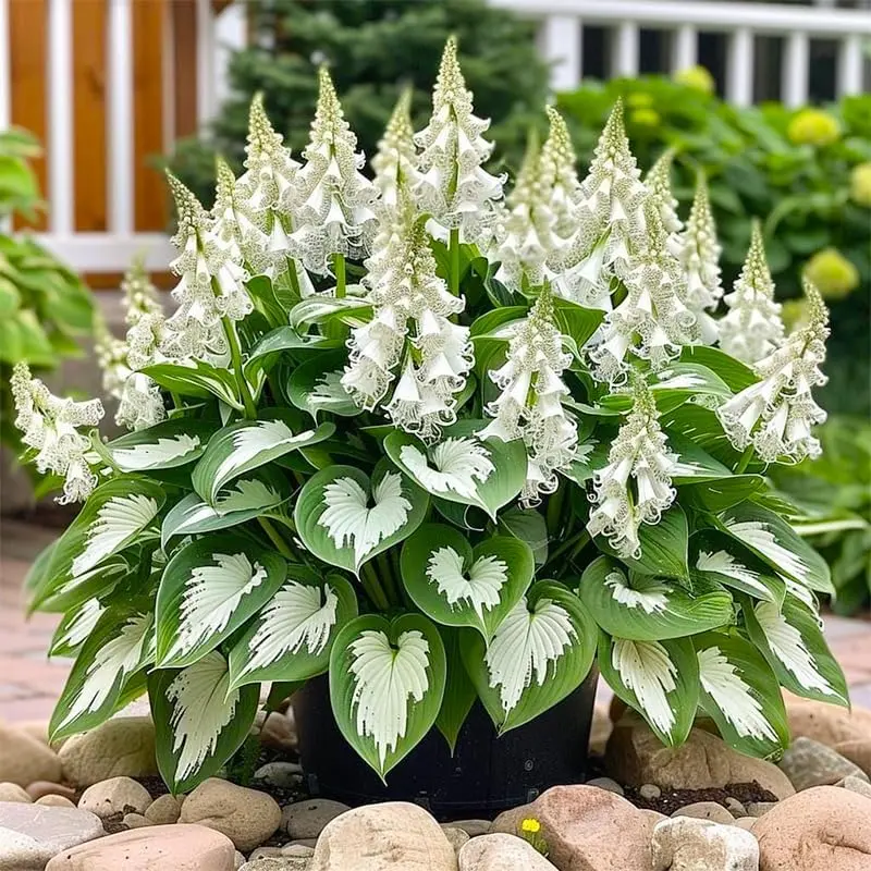  Mix Color 300 Perennial Hosta Outdoor Flower Seeds For Garden