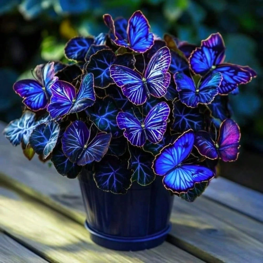 All Season Hosta Plant Seeds For Garden And Outdoor Decor