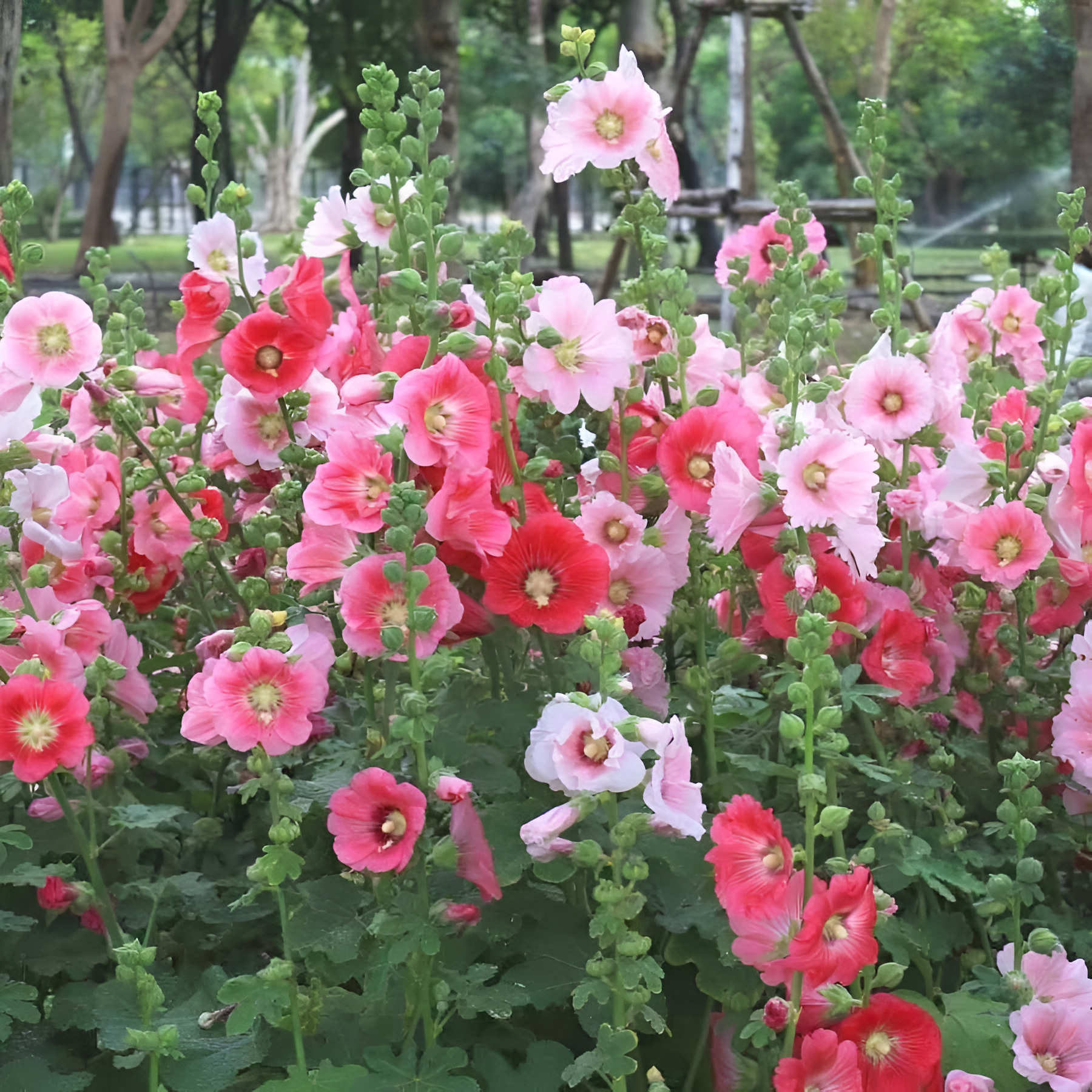 Colorful Flowering Hollyhock Planting Seeds Mixed Colors For Indoor Outdoor Gardens
