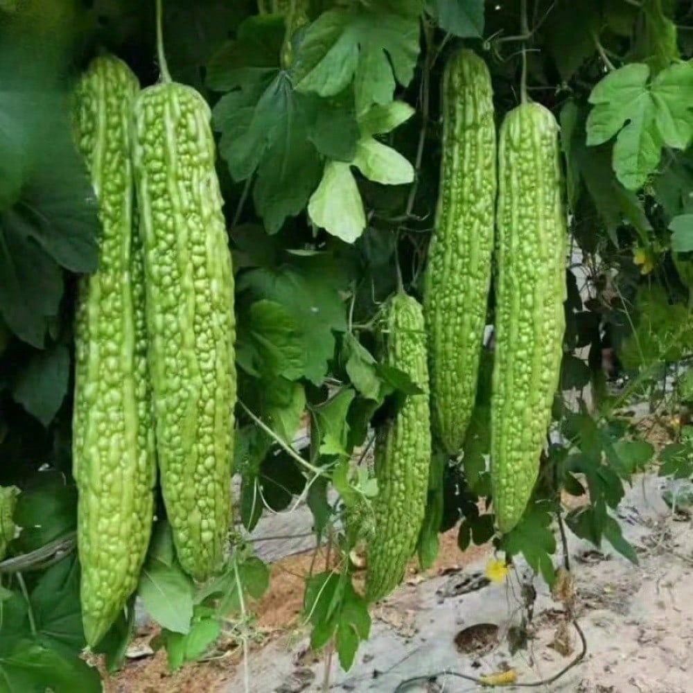 Bitter Gourd Ampalaya Long Green Plants Seeds 10 Pack
