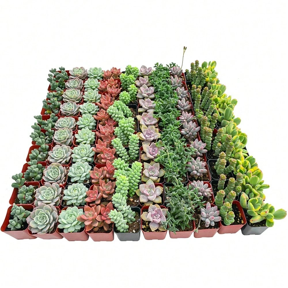 50 Succulent Plants Seeds With Excellent Germination For Garden Decoration